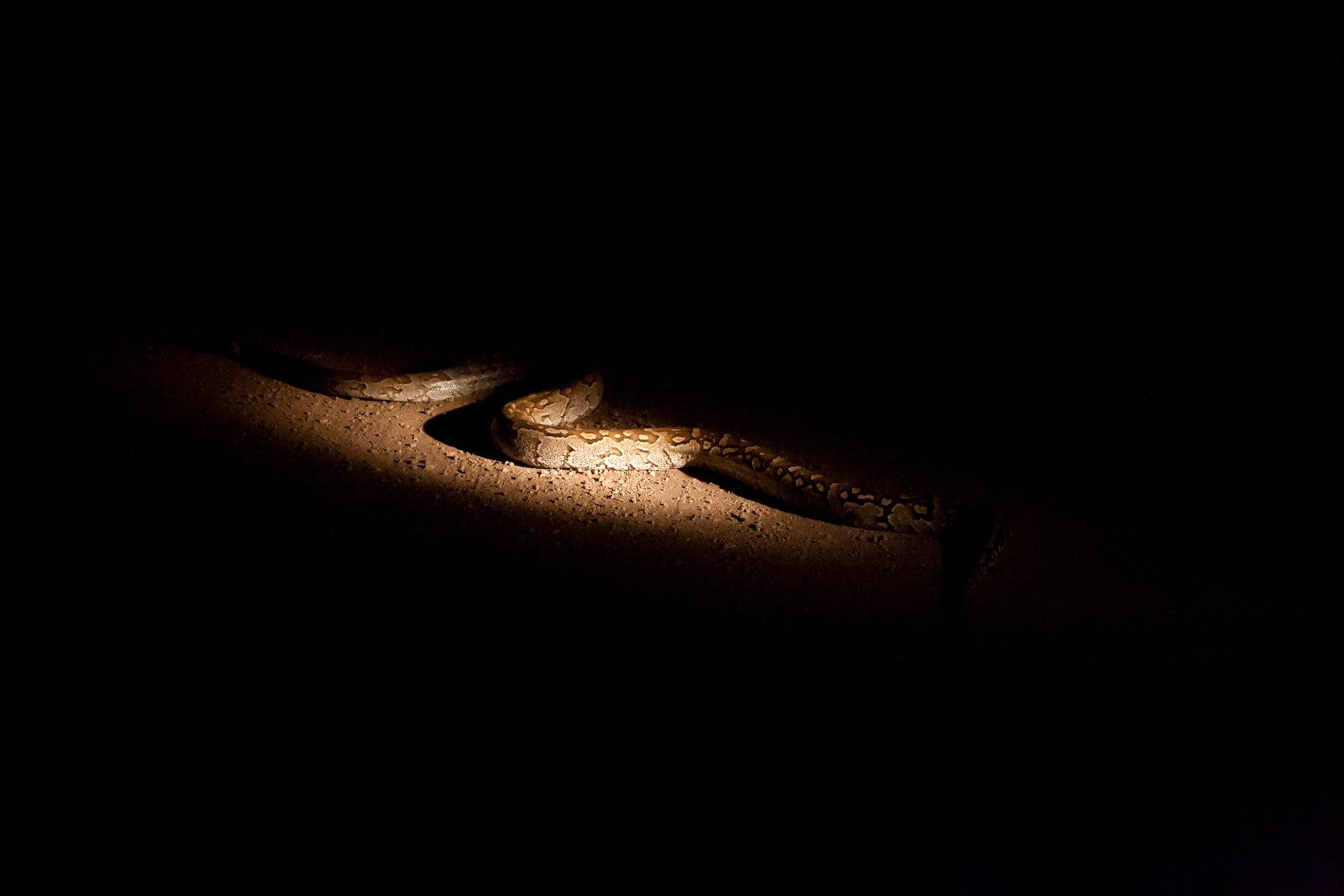 Python