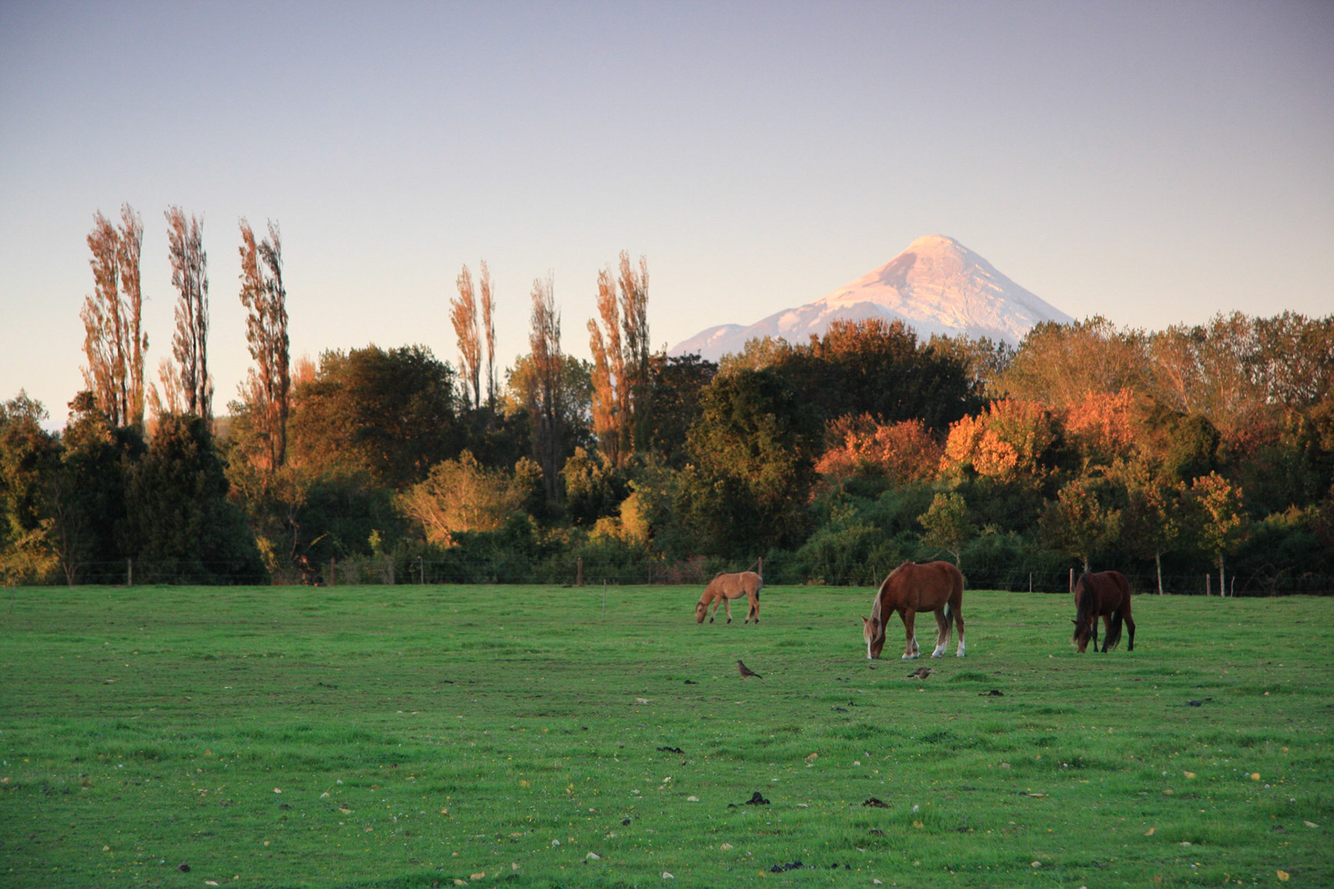 Volcan Osorno at sunset from Quincho
