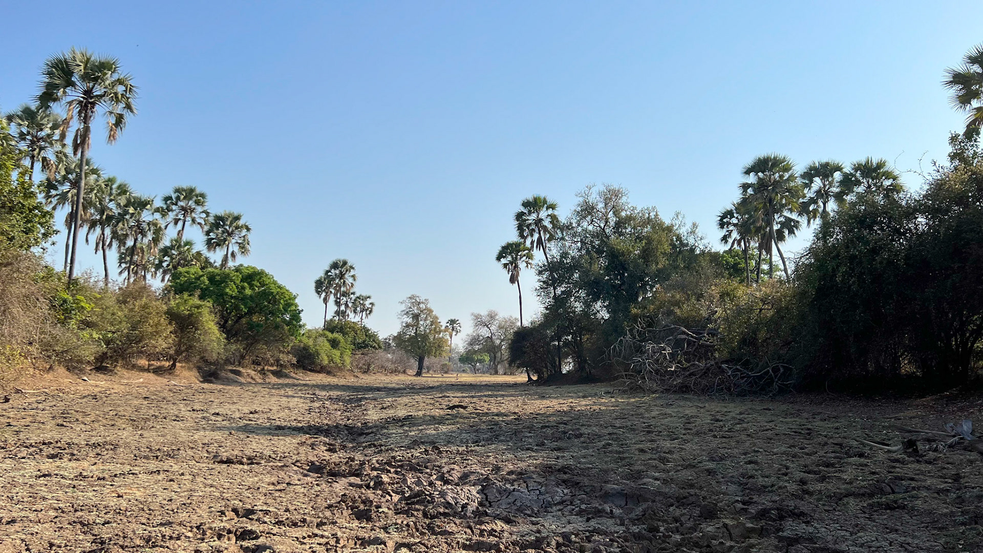 Walking in South Luangwa