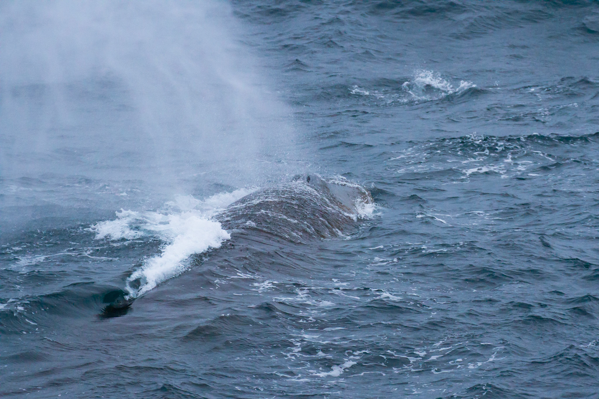 Fin whale