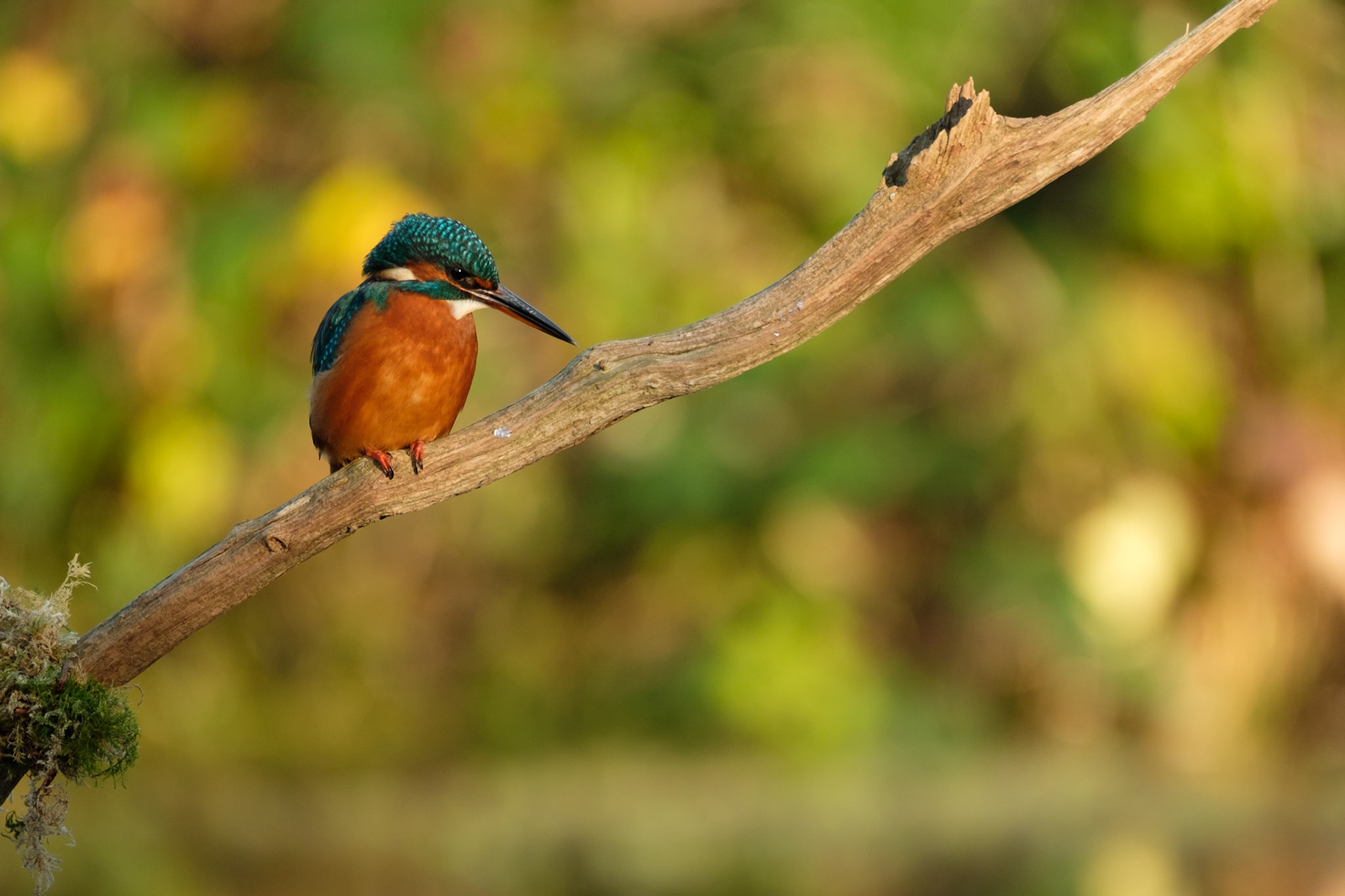 Kingfisher