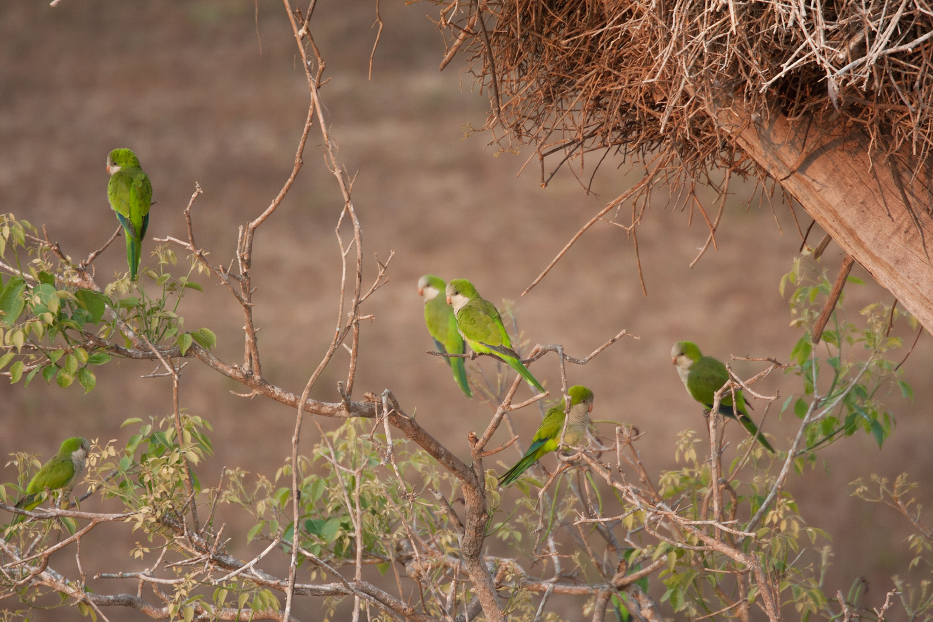 Monk parakeets