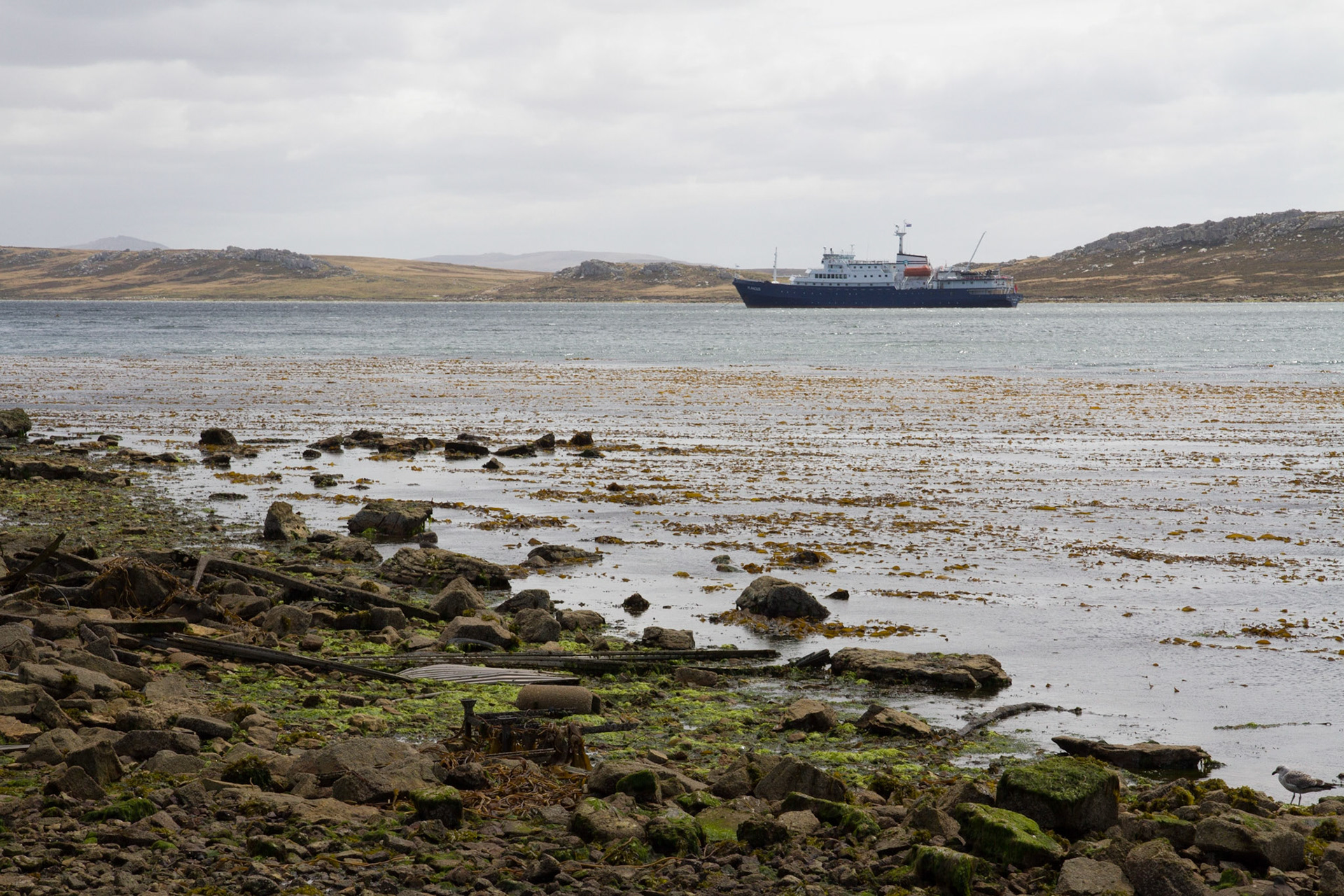 Plancius at Stanley
