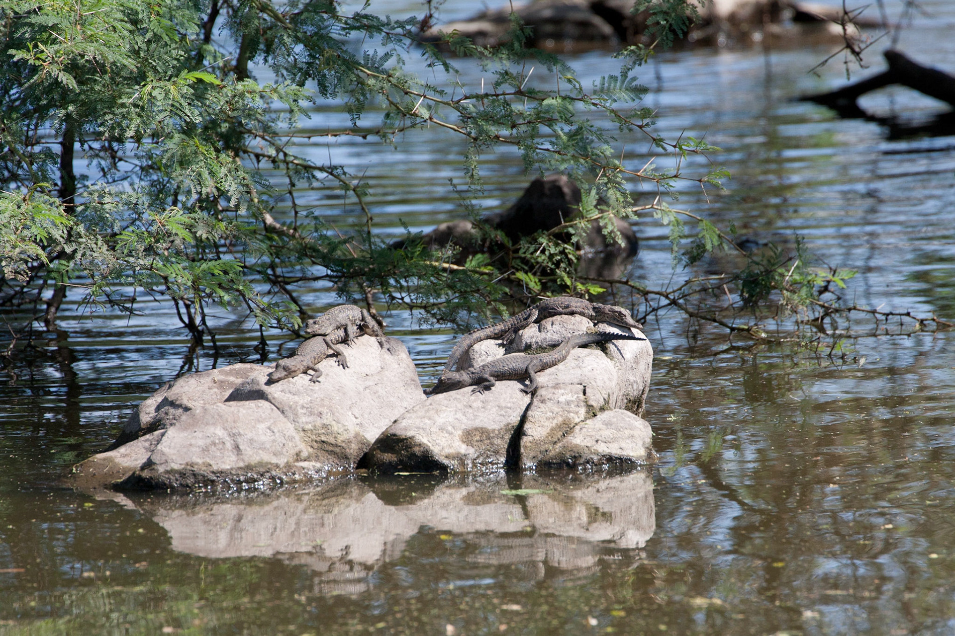 Baby crocodiles