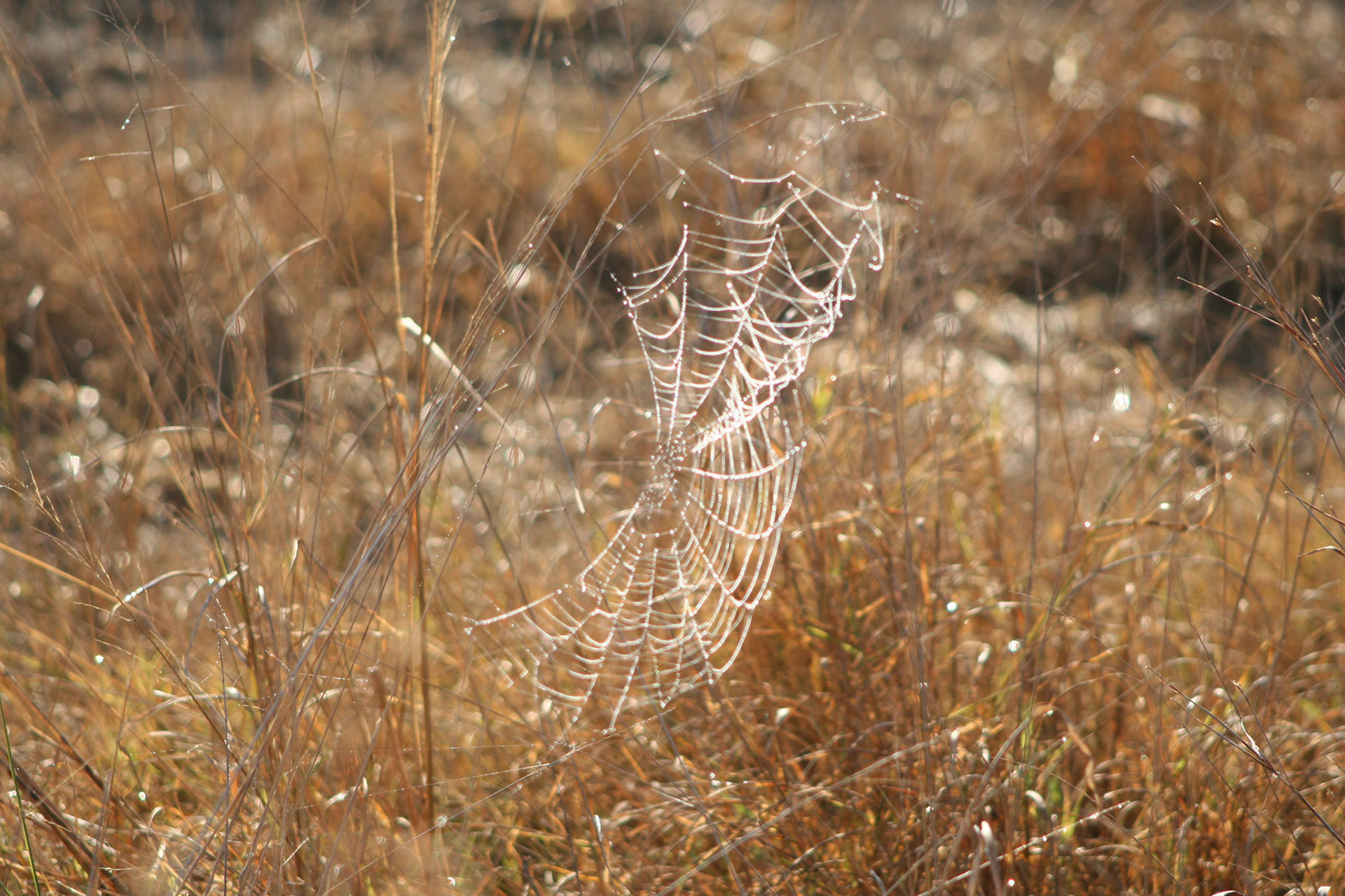 Spider's web