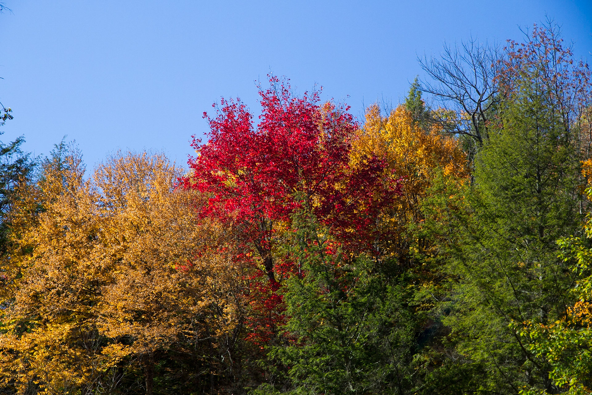At Quechee Gorge