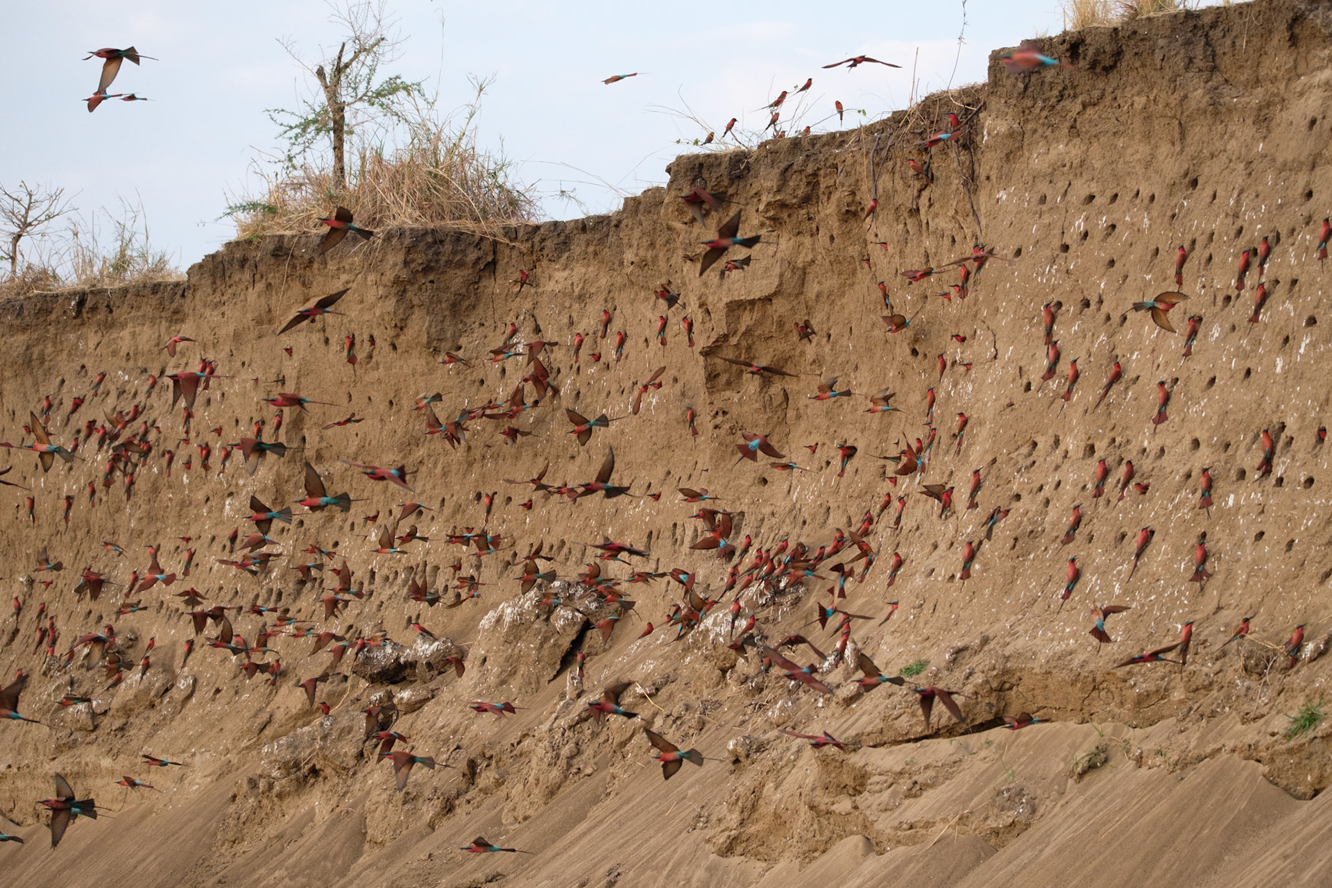 Carmine bee-eaters