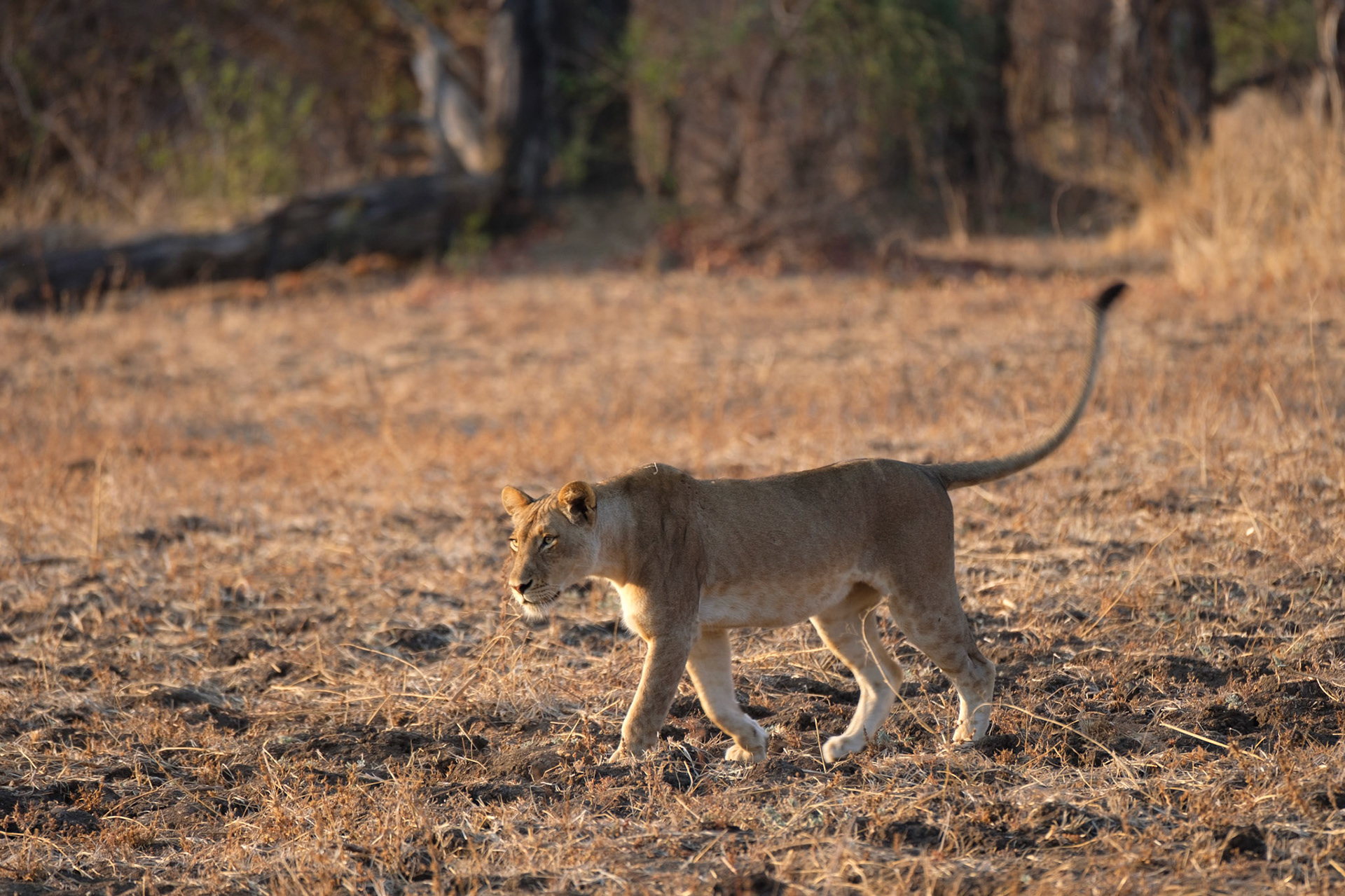 Lion on a mission
