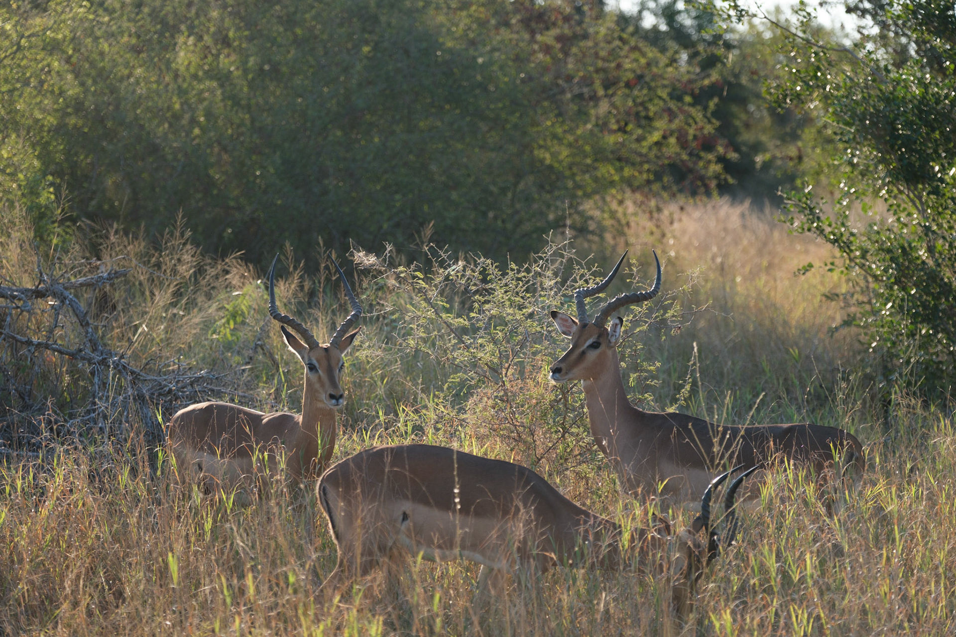 Male impala