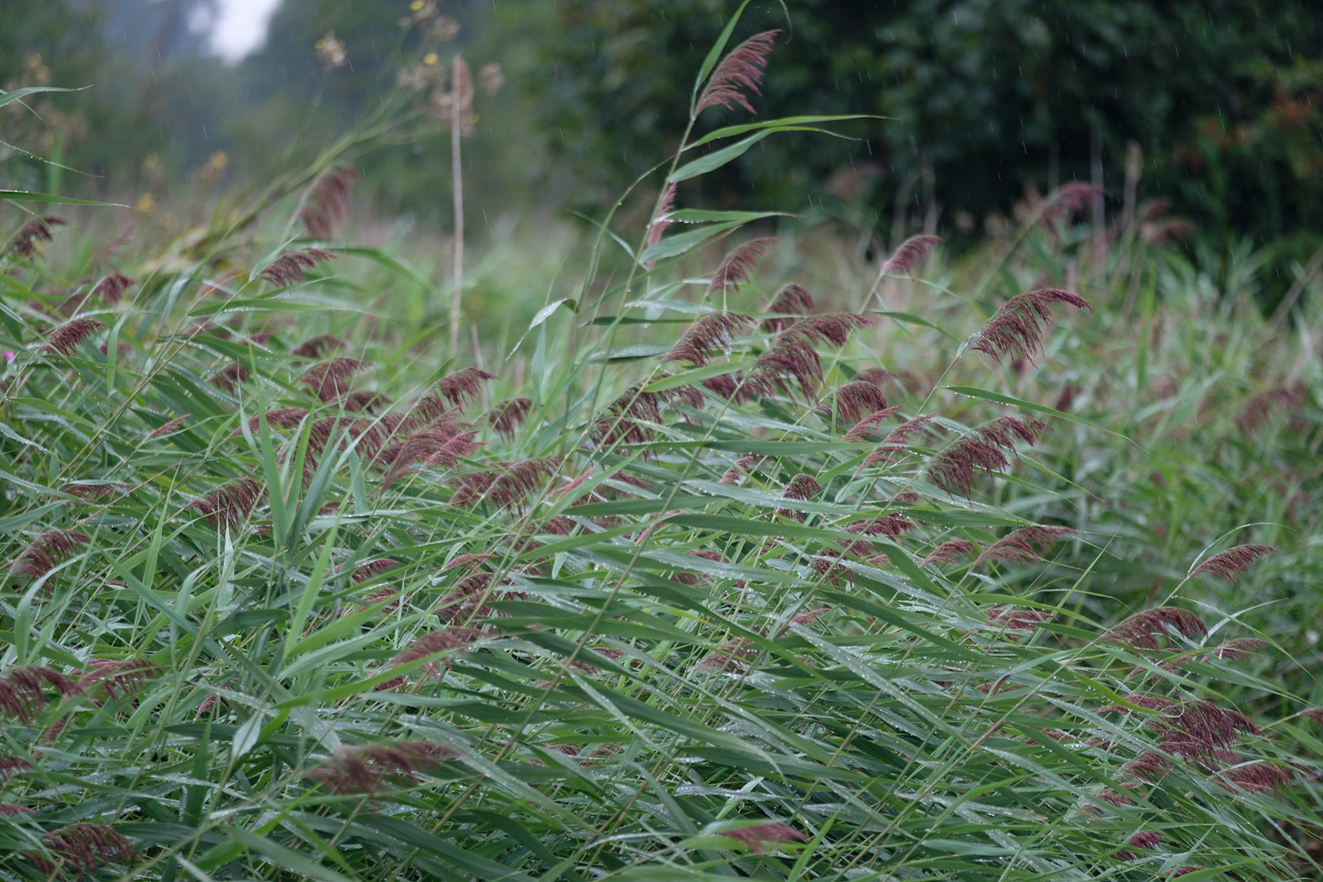 Reeds