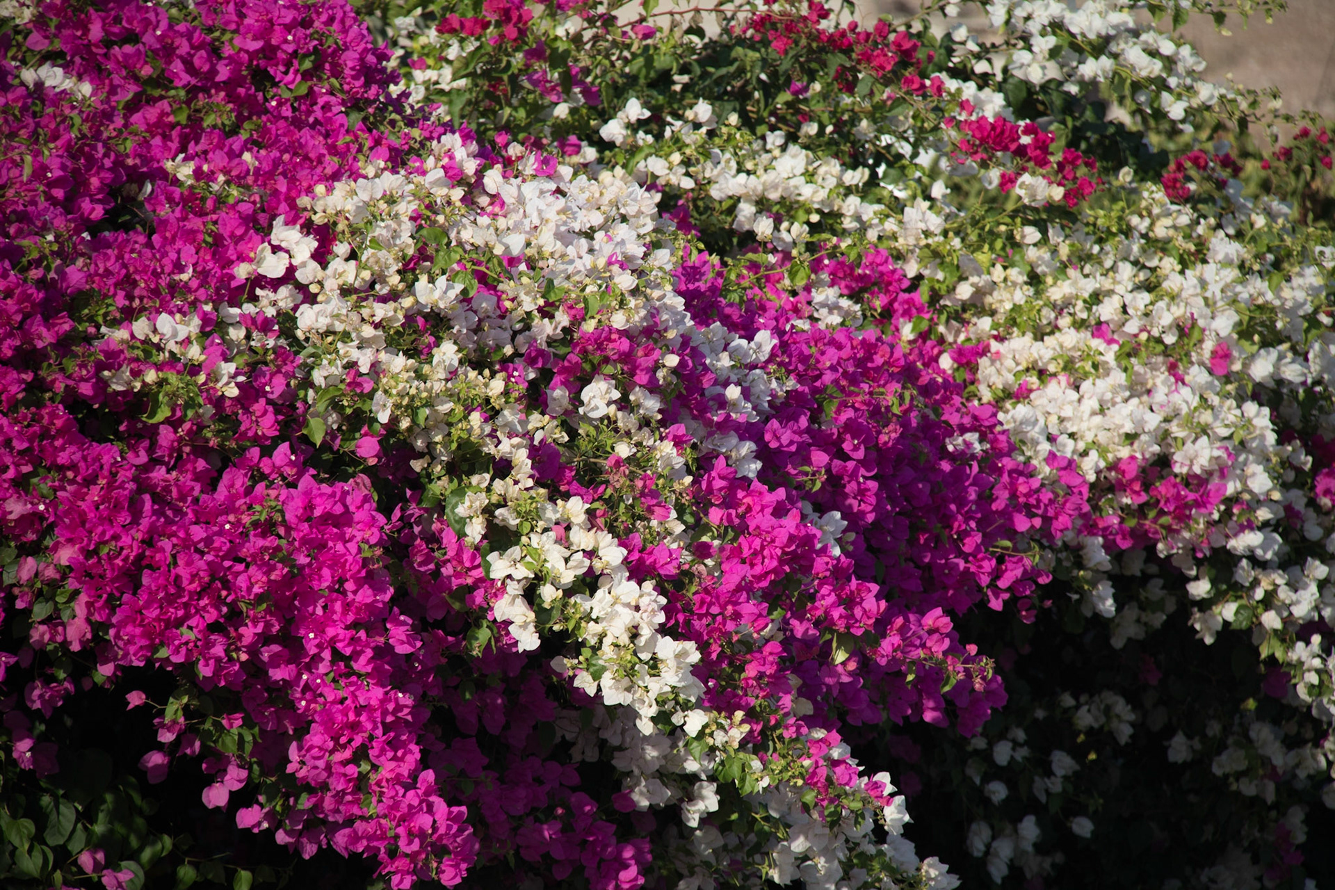 Bougainvillea