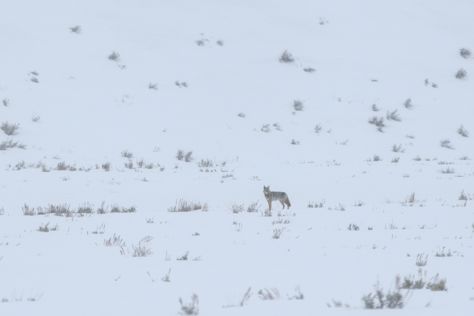 Coyote