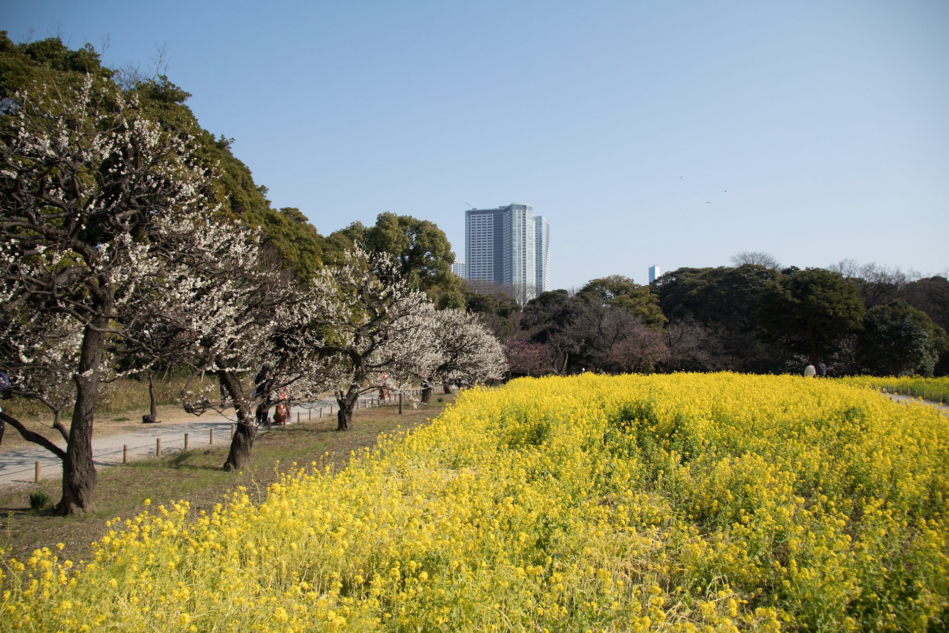 Plum trees, Hamarikyu gardens