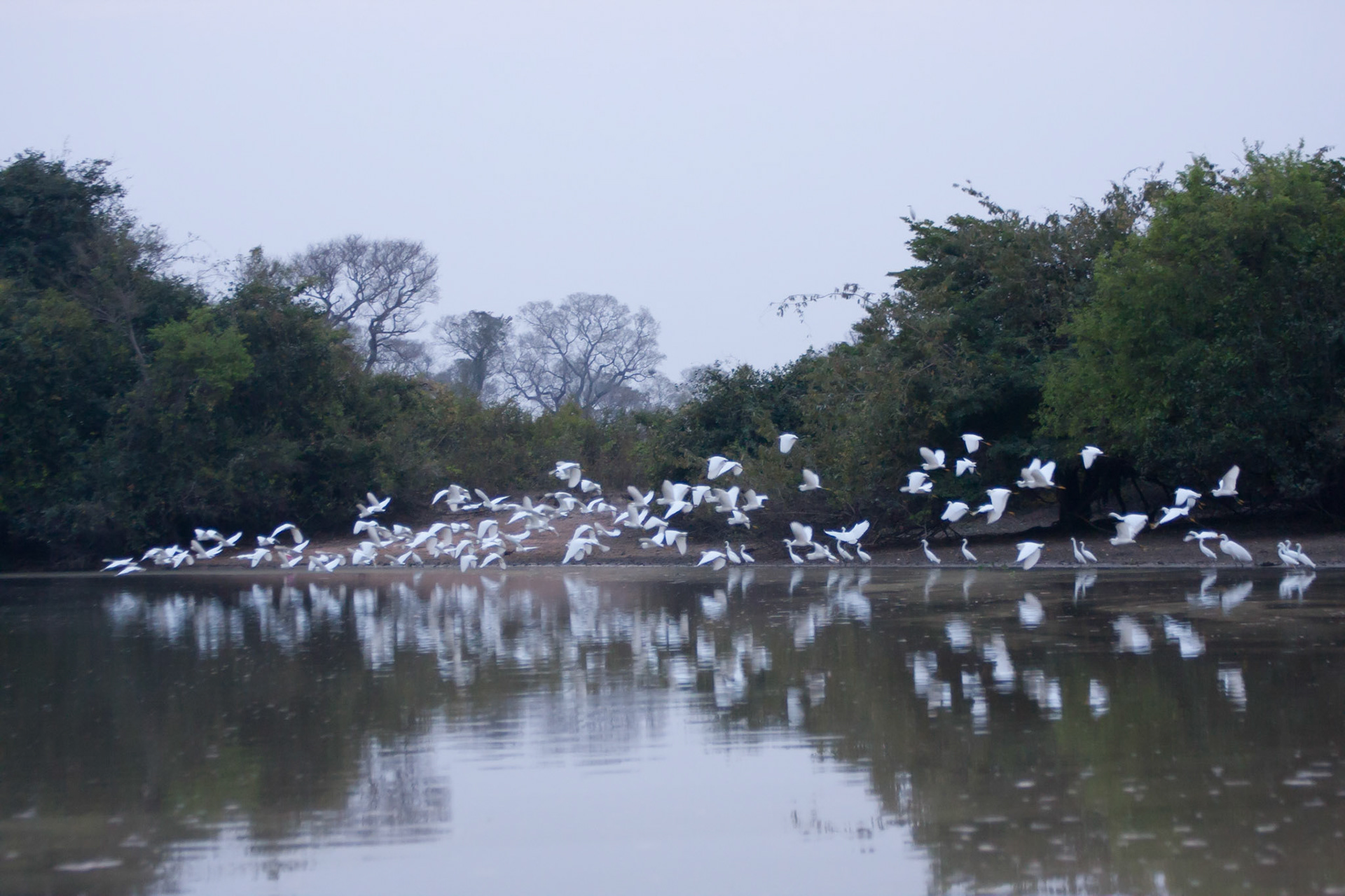 Cattle egrets