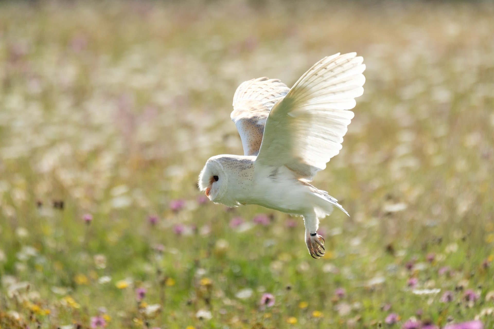 Barn owl
