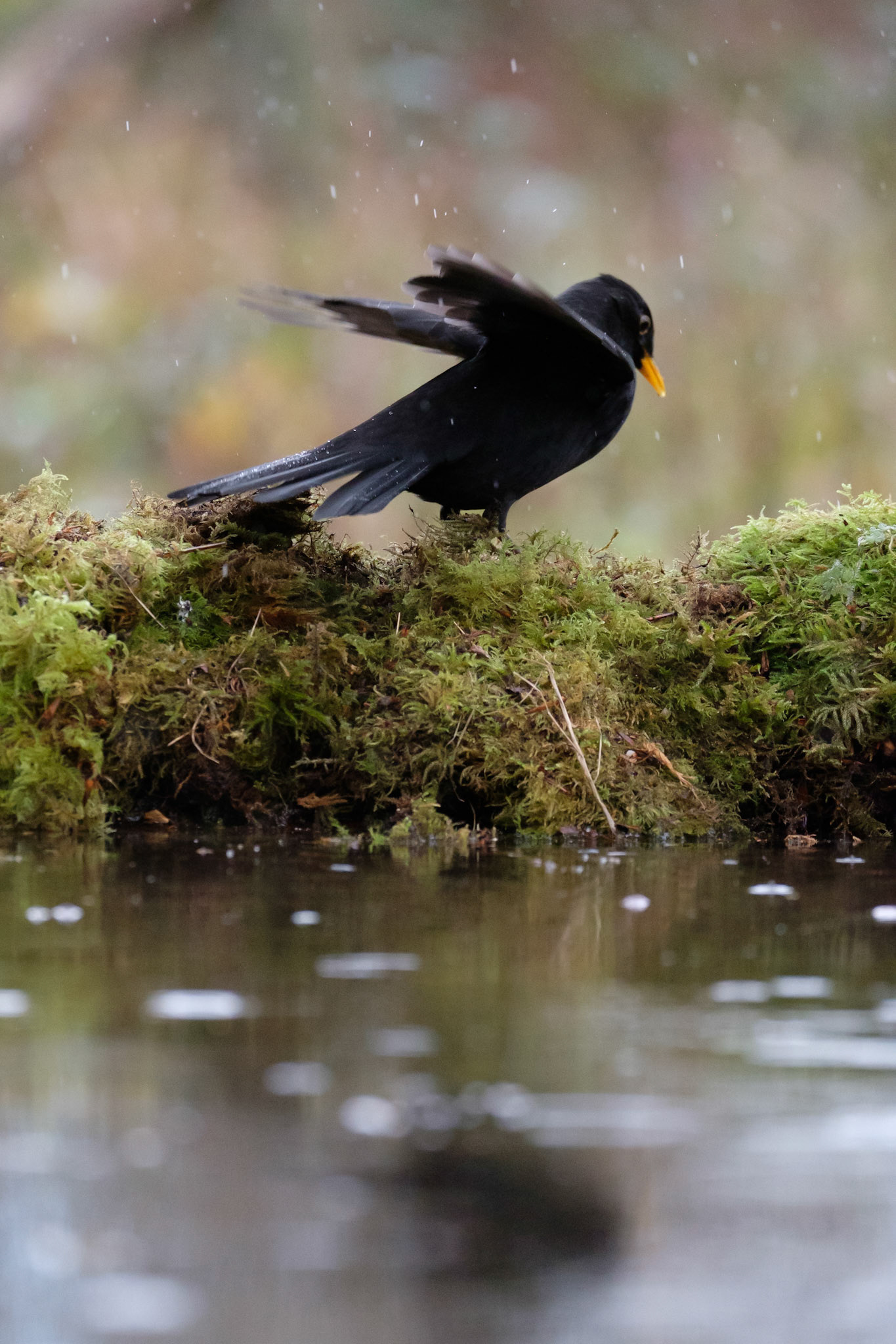 Blackbird