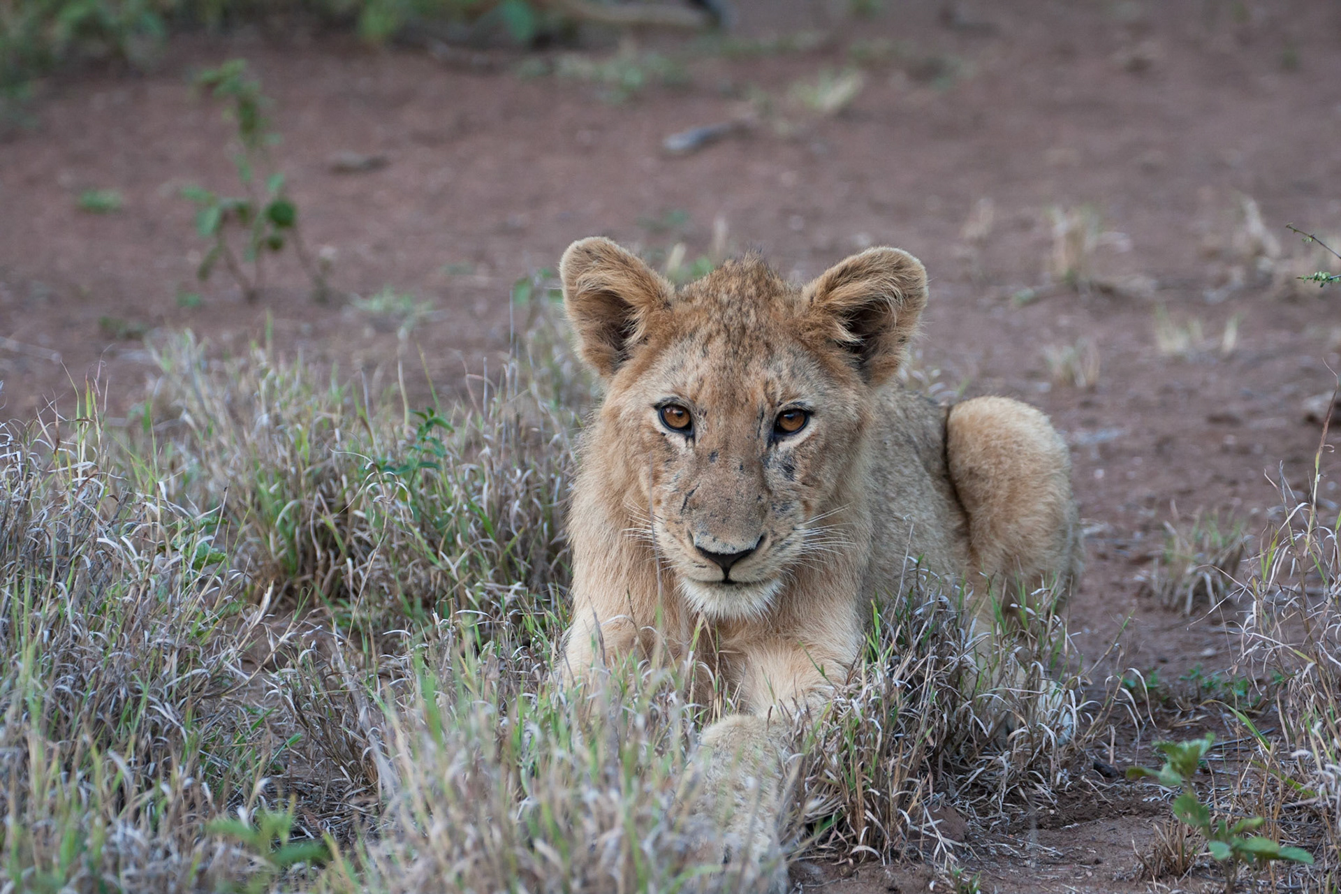 Lion cub