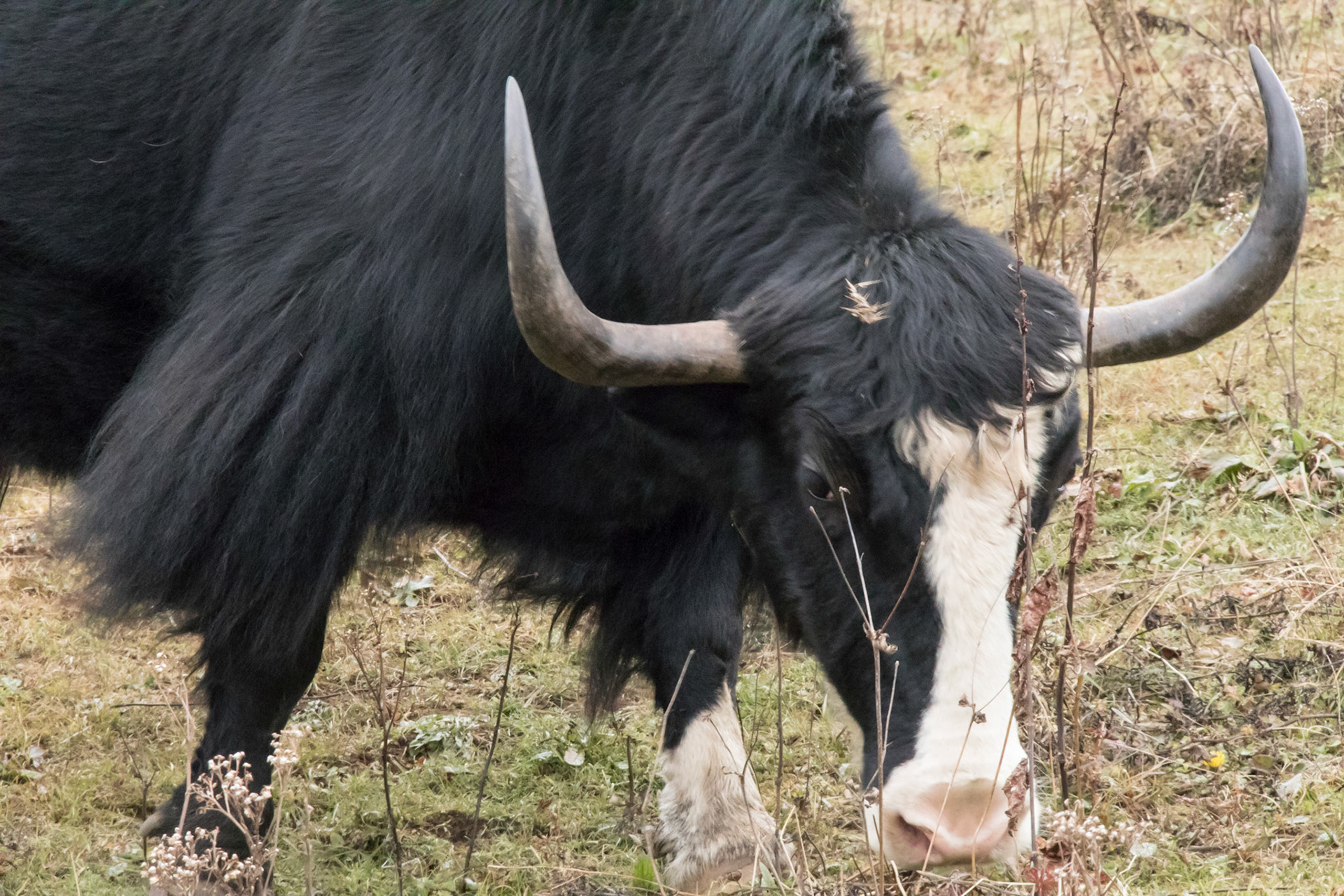 Yak