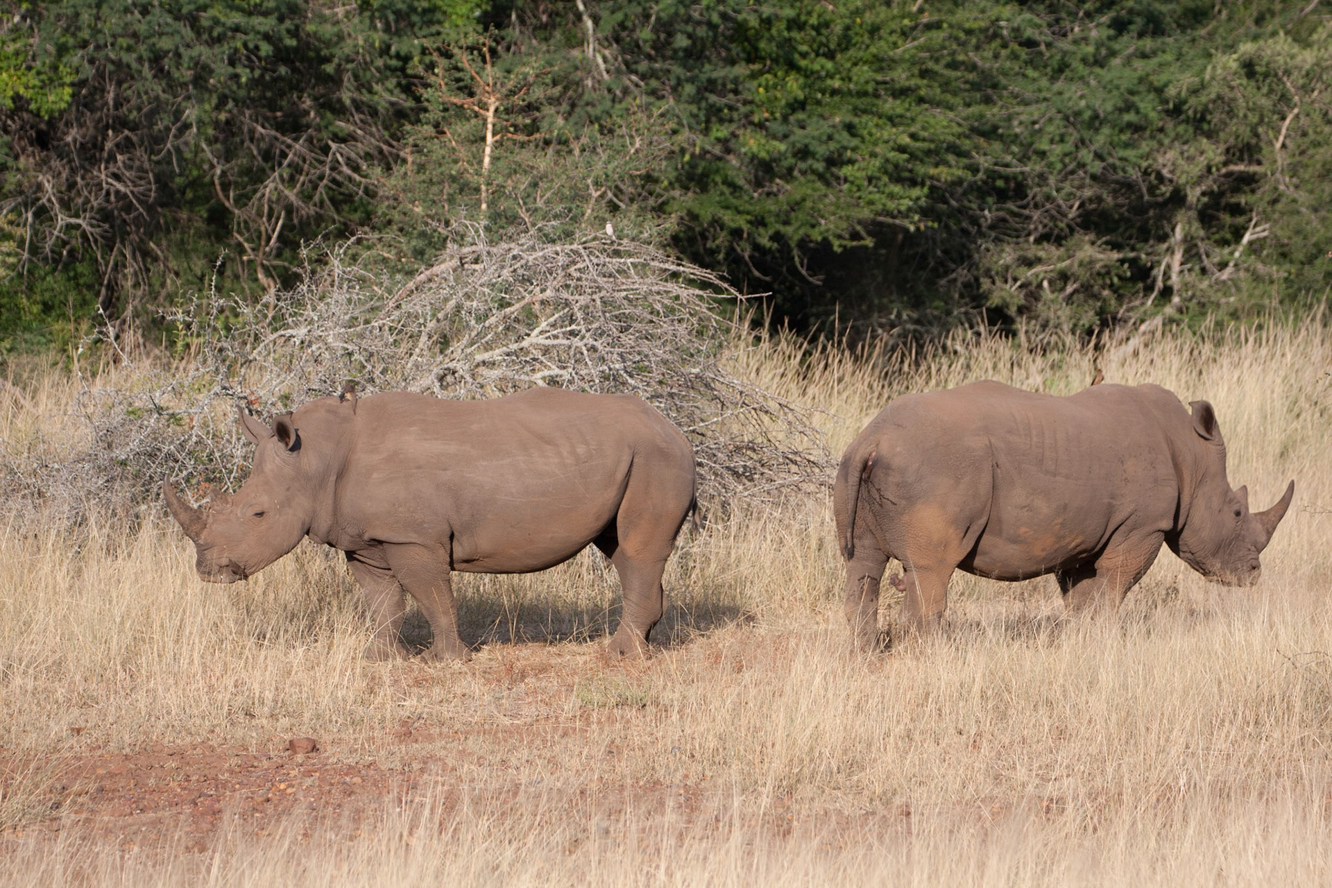 White rhino