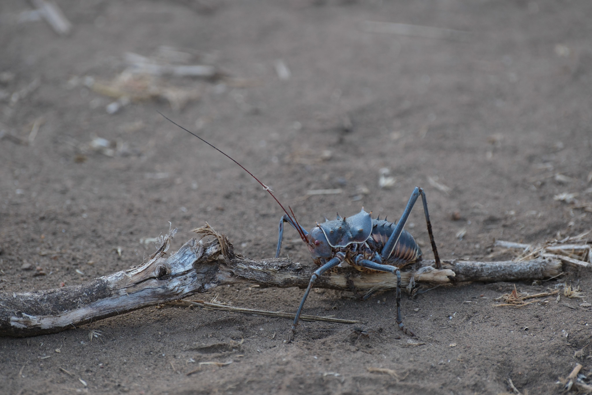 Armoured ground cricket