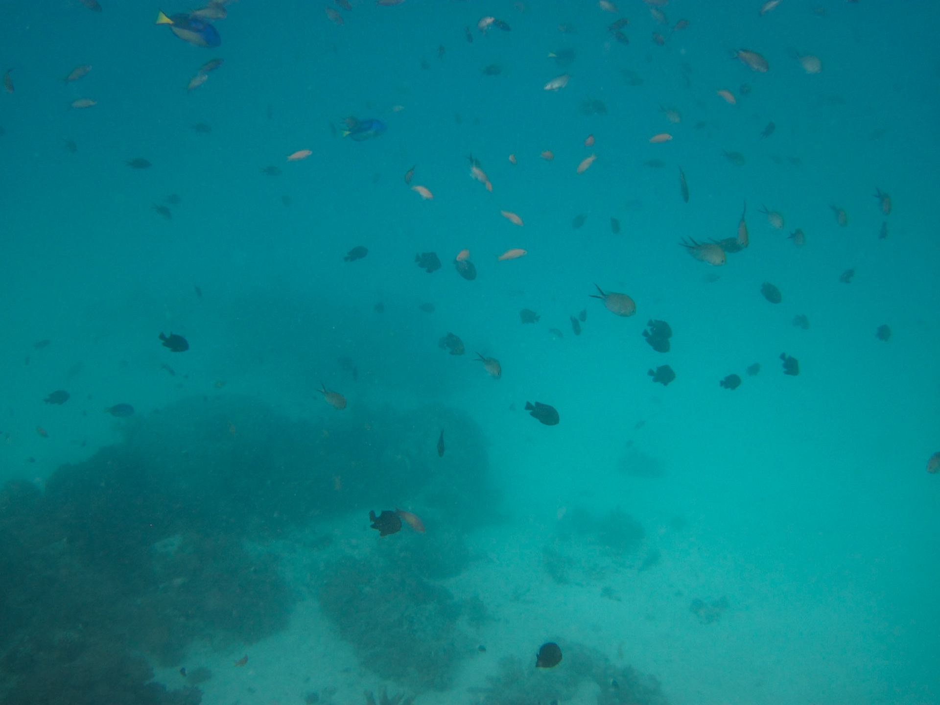 Like being in a tropical fish tank!