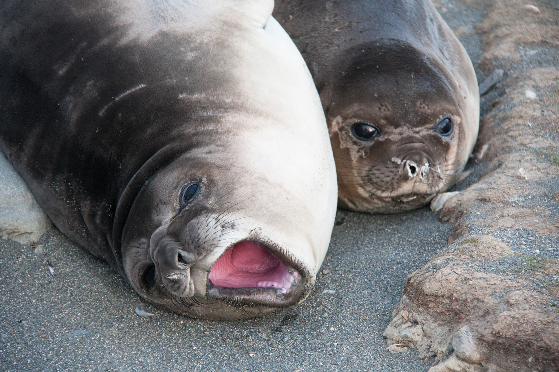 Elephant seals