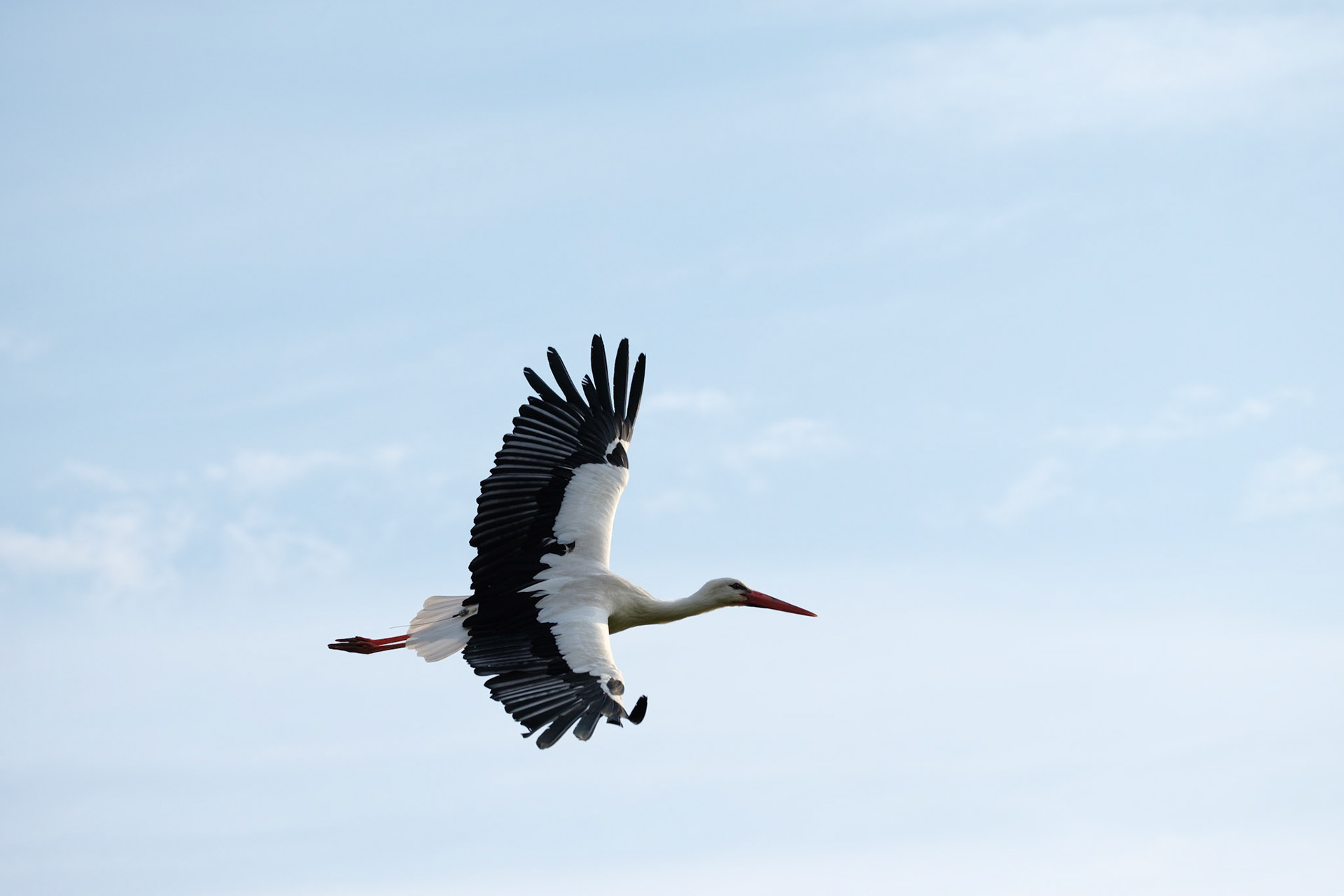 European stork