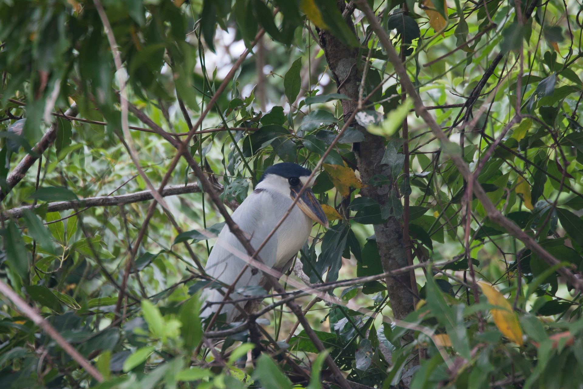 Boat-billed heron