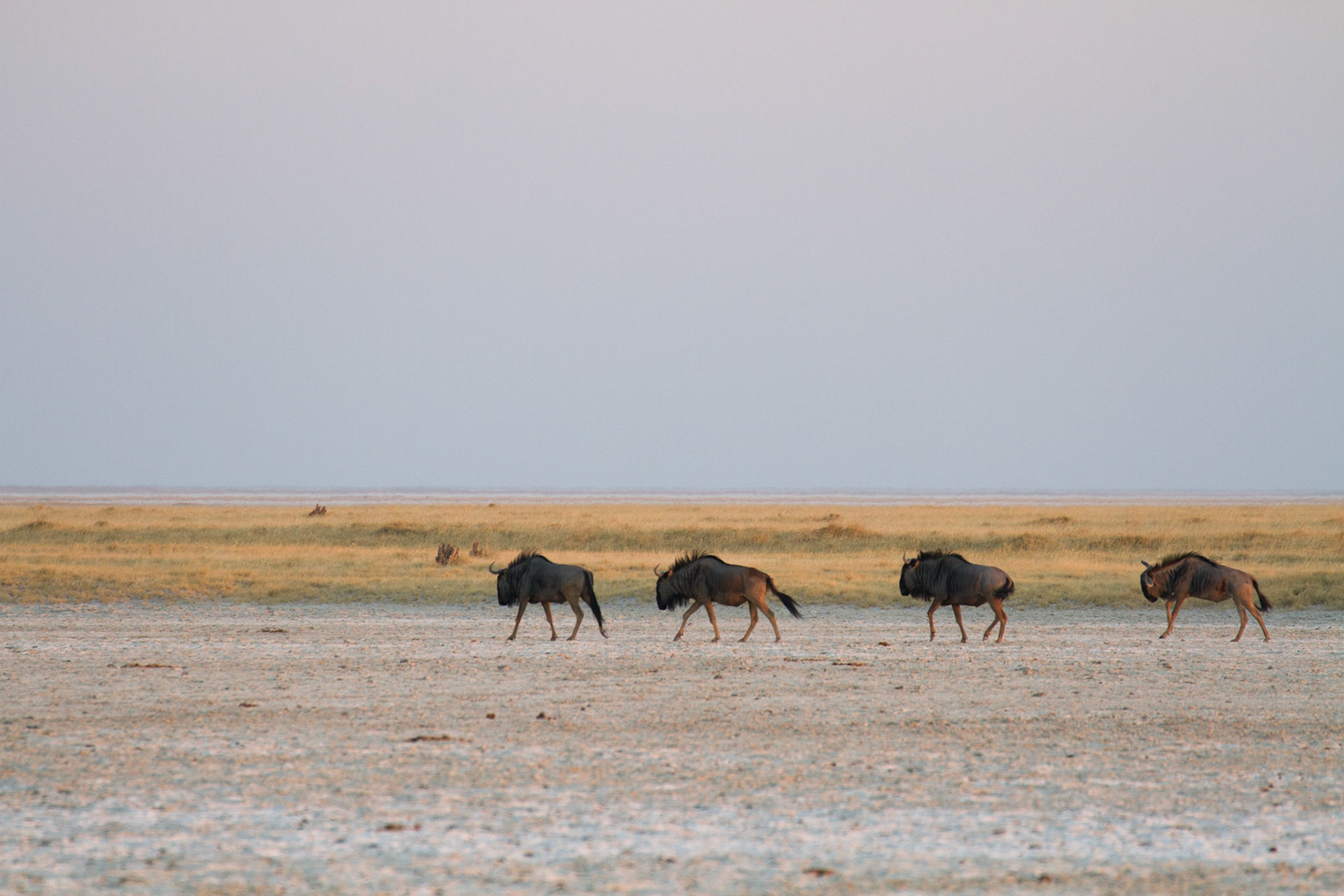Wildebeest in the Makgadikgadi