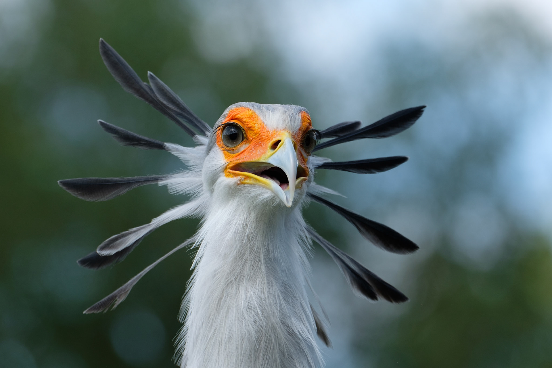 Secretary bird