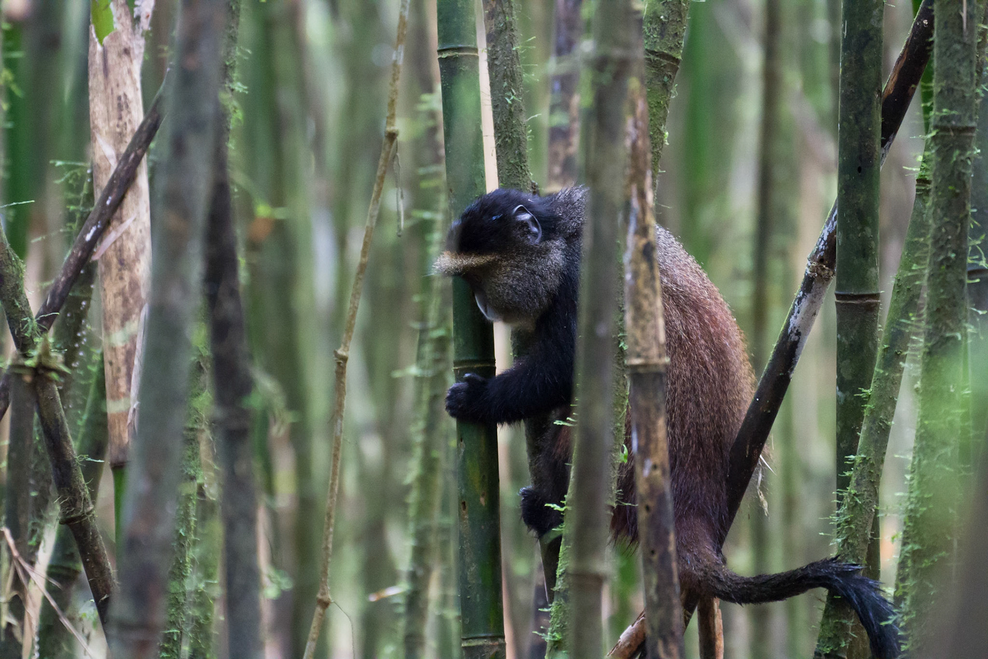 Golden monkey in the bamboo forest