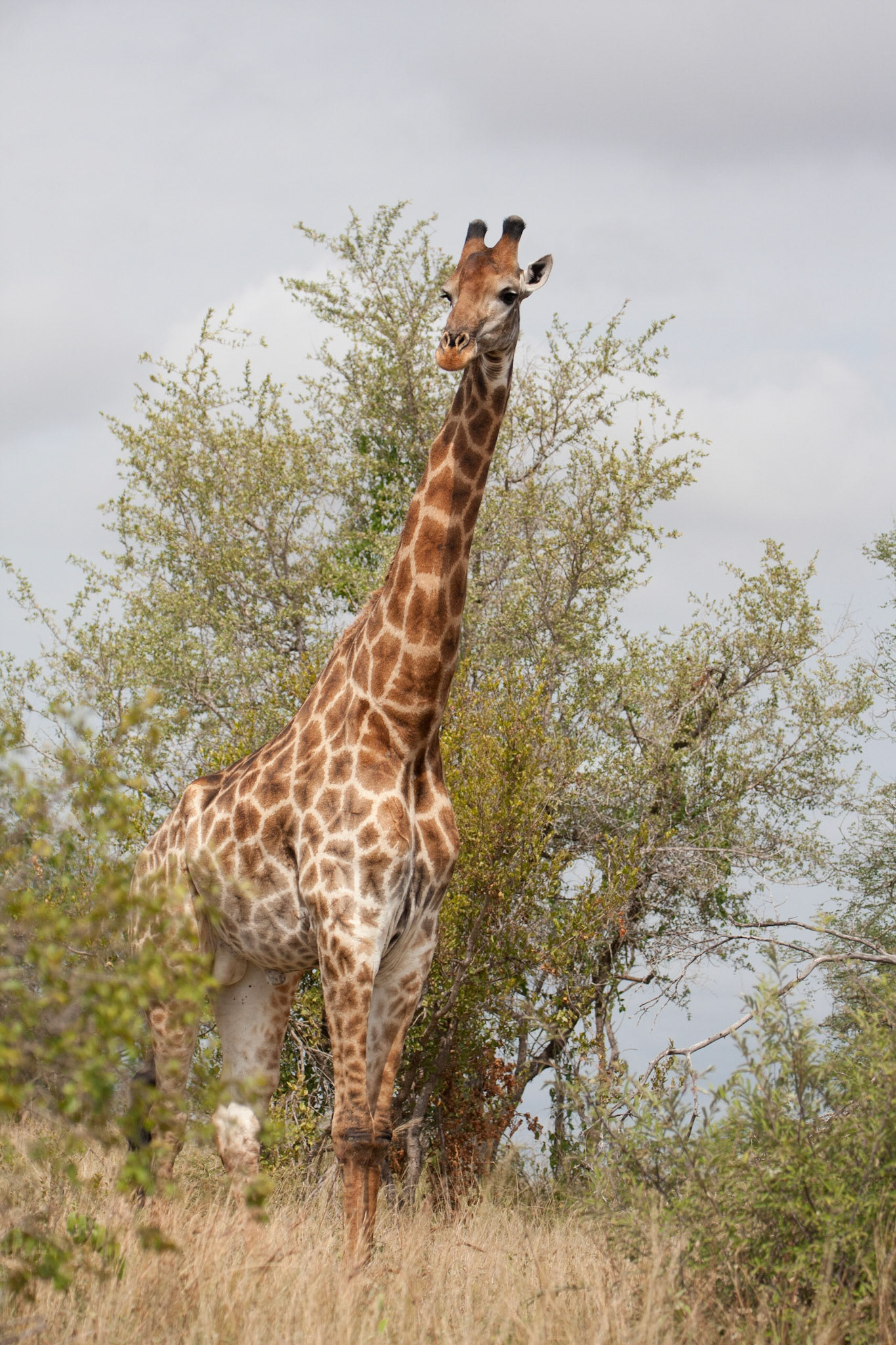 Giraffe