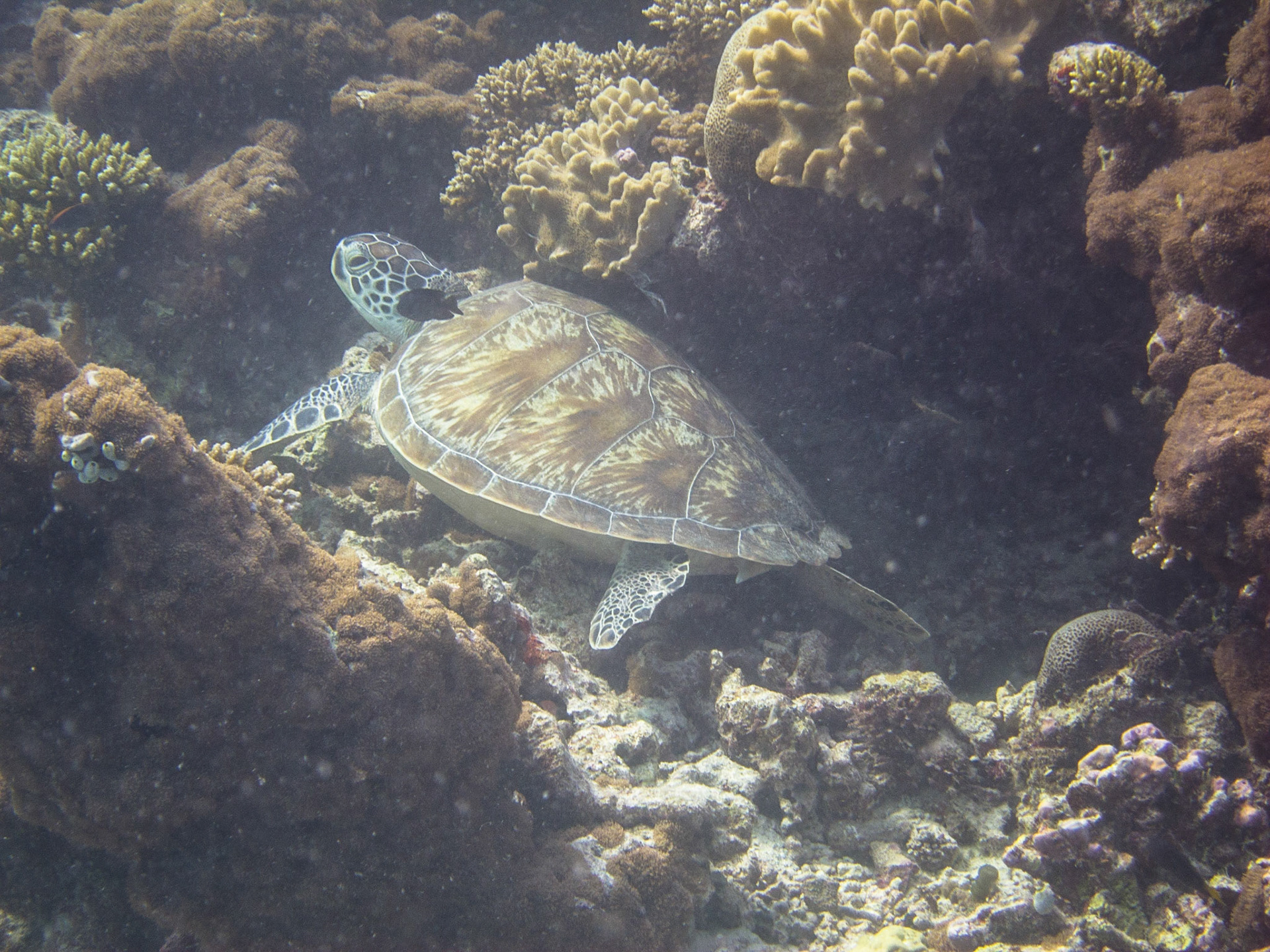 Green turtle