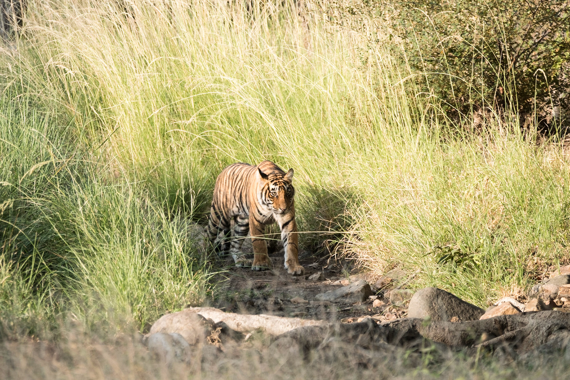 Tiger cub, Ranthambore zone 2