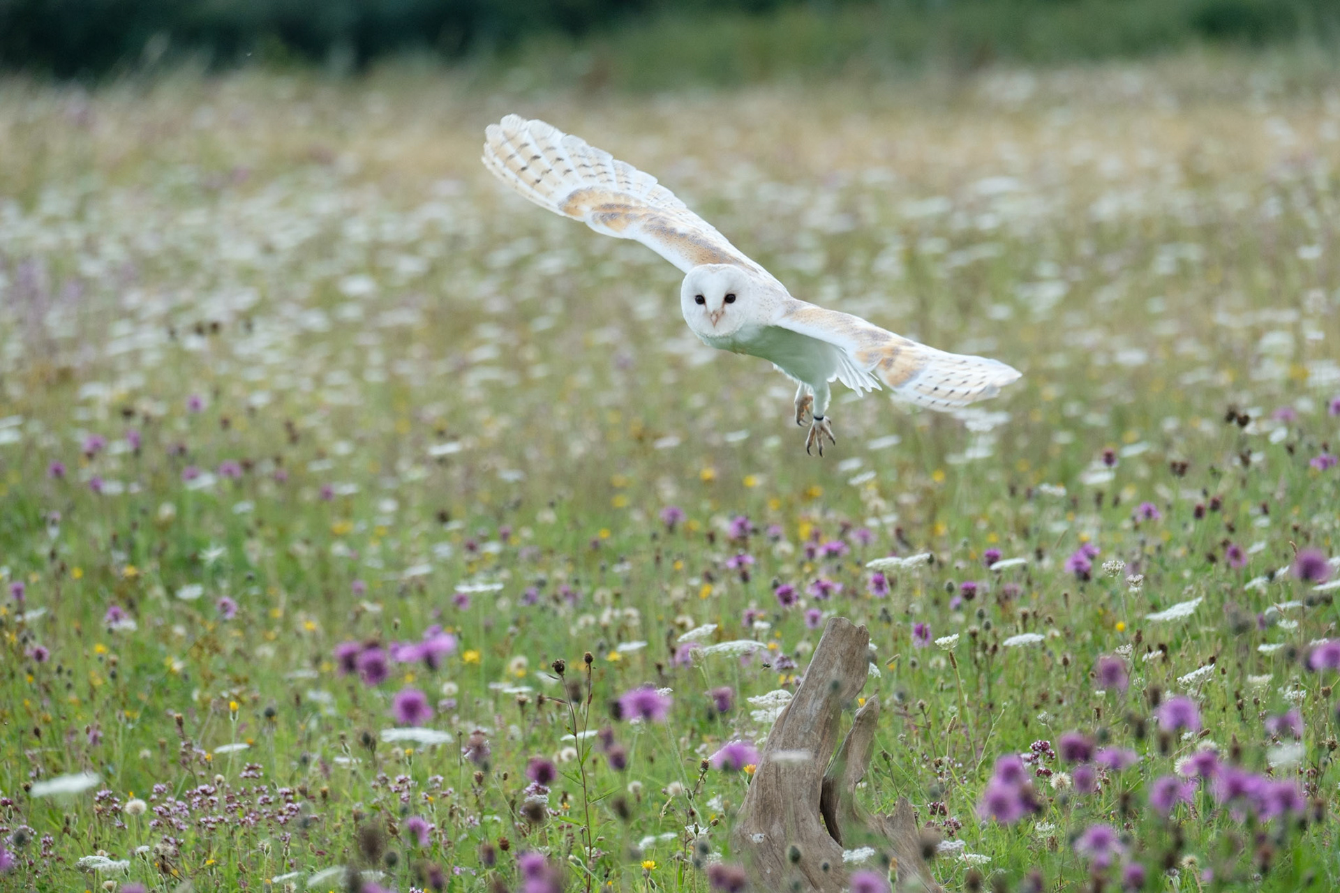 Barn owl in the wildflower meadow