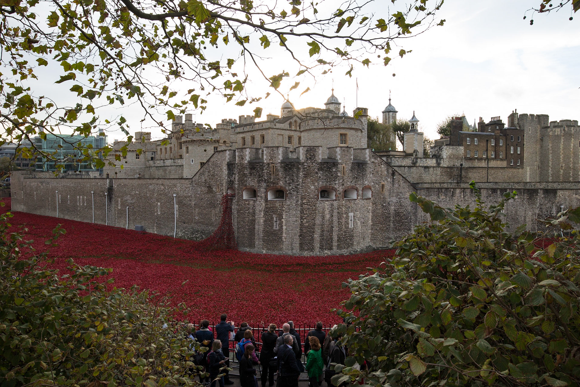 Poppies in moat at Tower of London