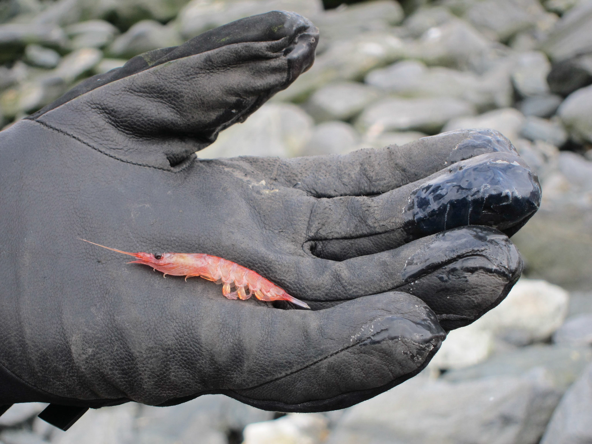 Krill