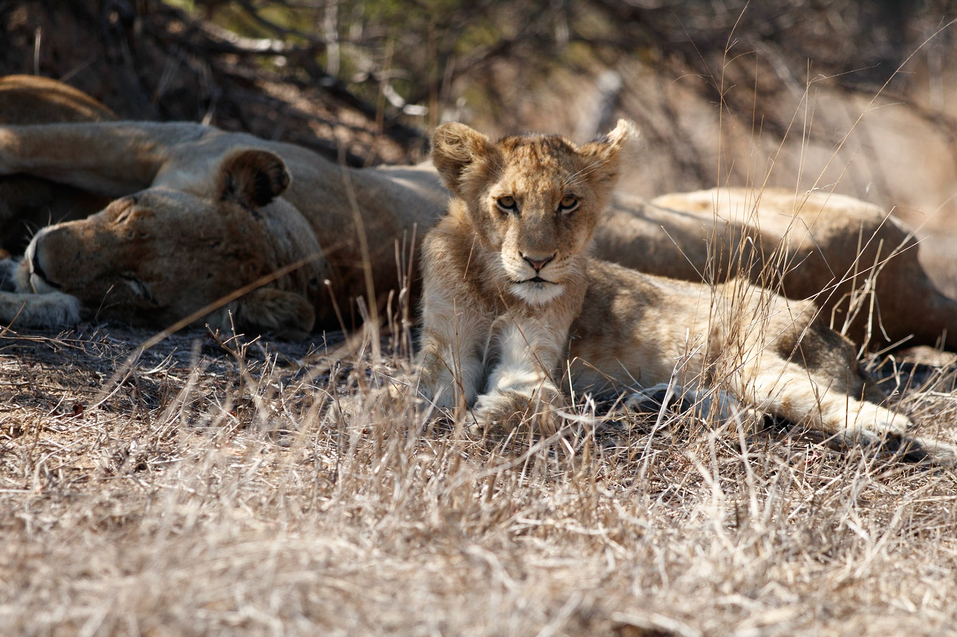 Lion cub