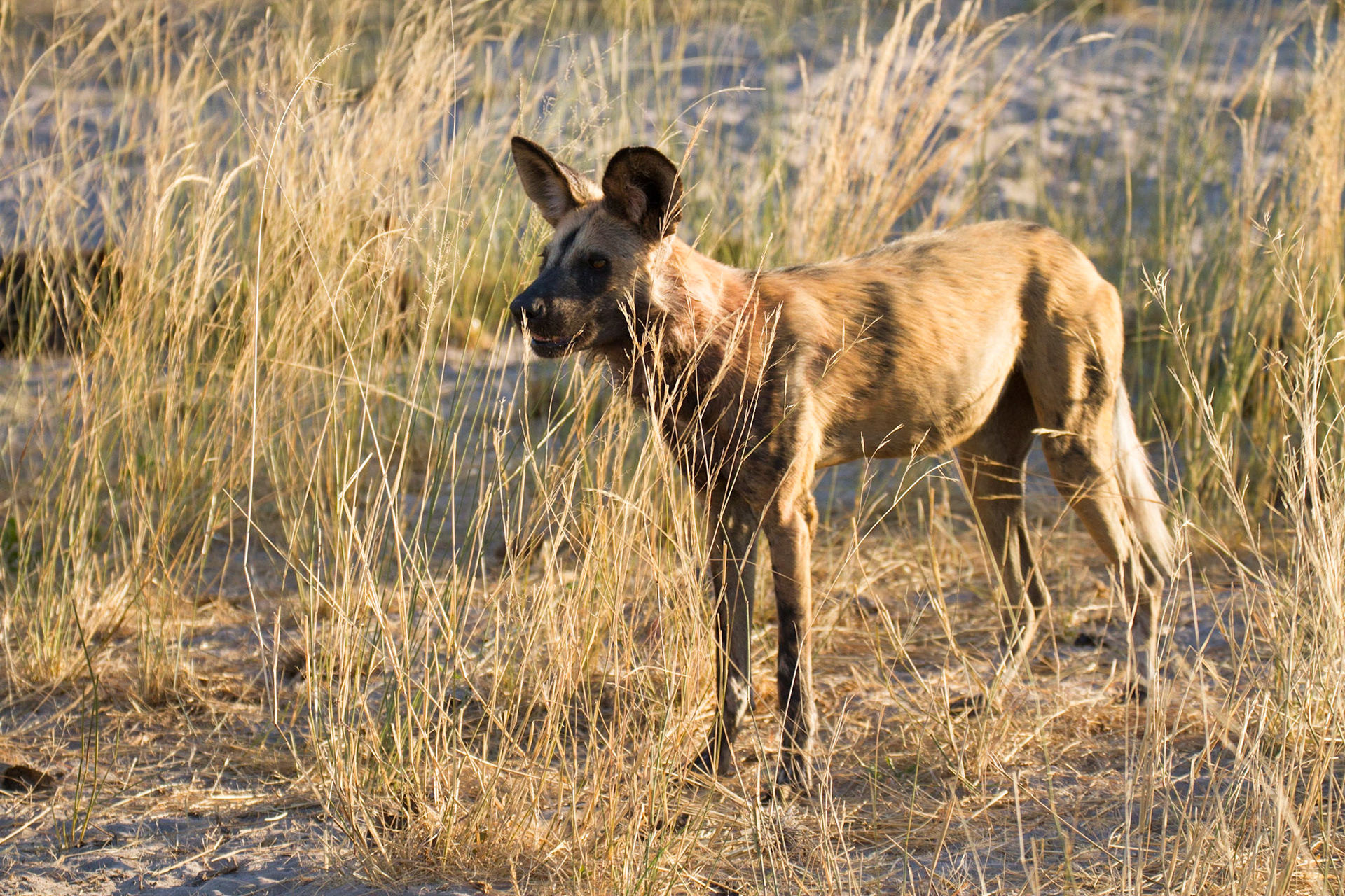 Wild dog at Selinda