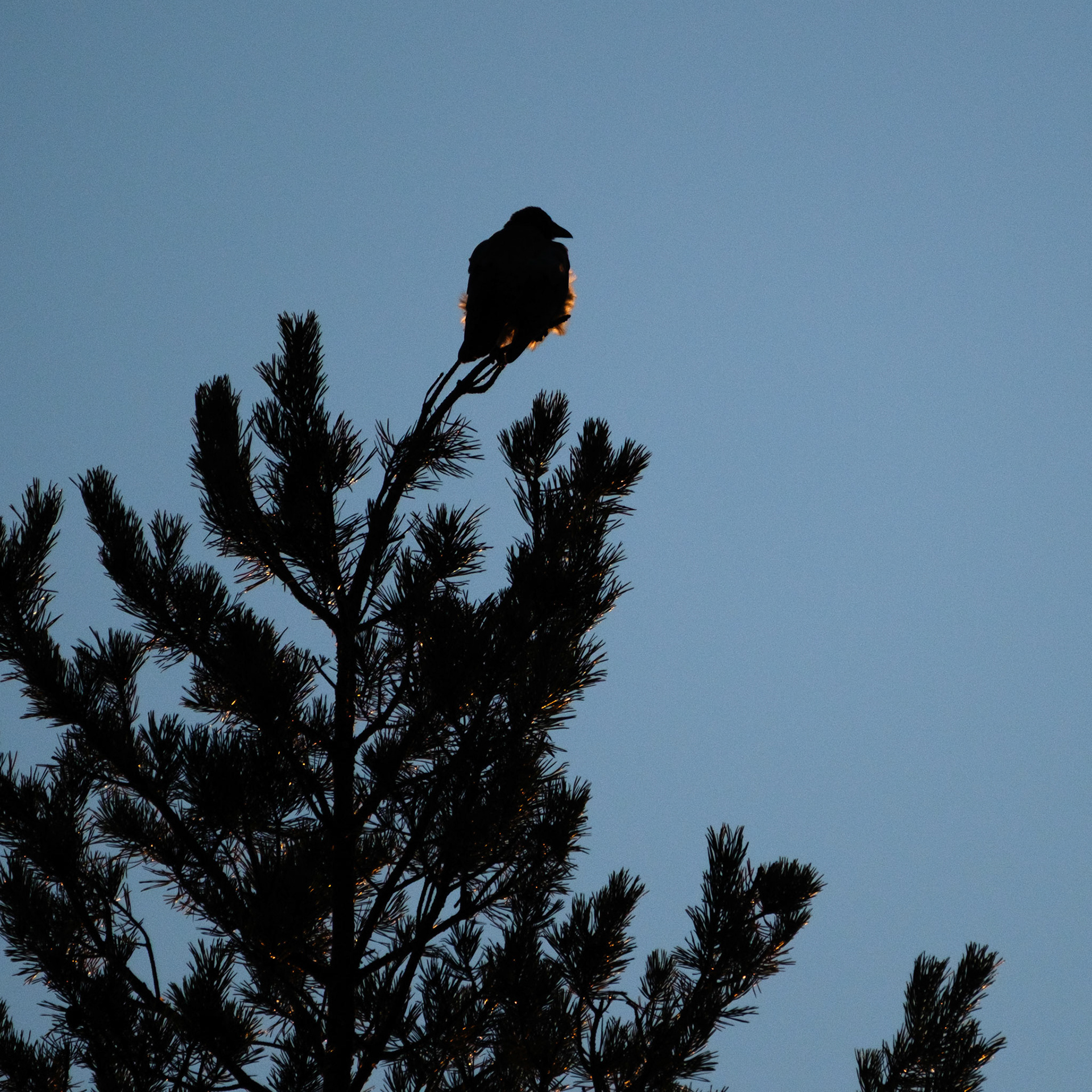 Raven backlit by the rising sun