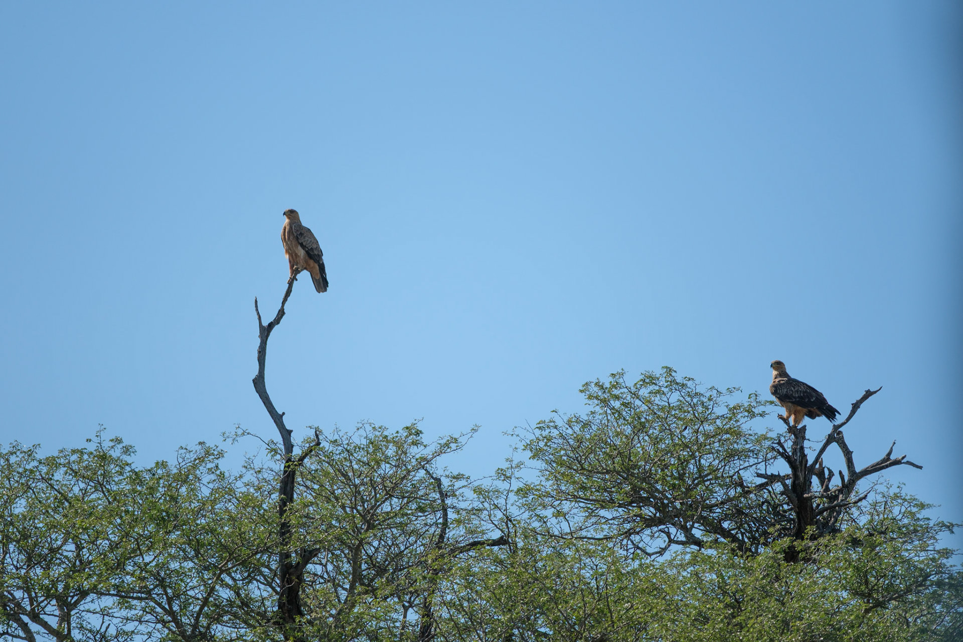Tawny eagles