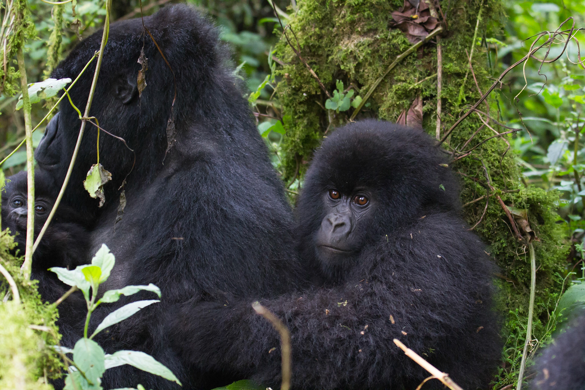 Hirwa group of mountain gorillas
