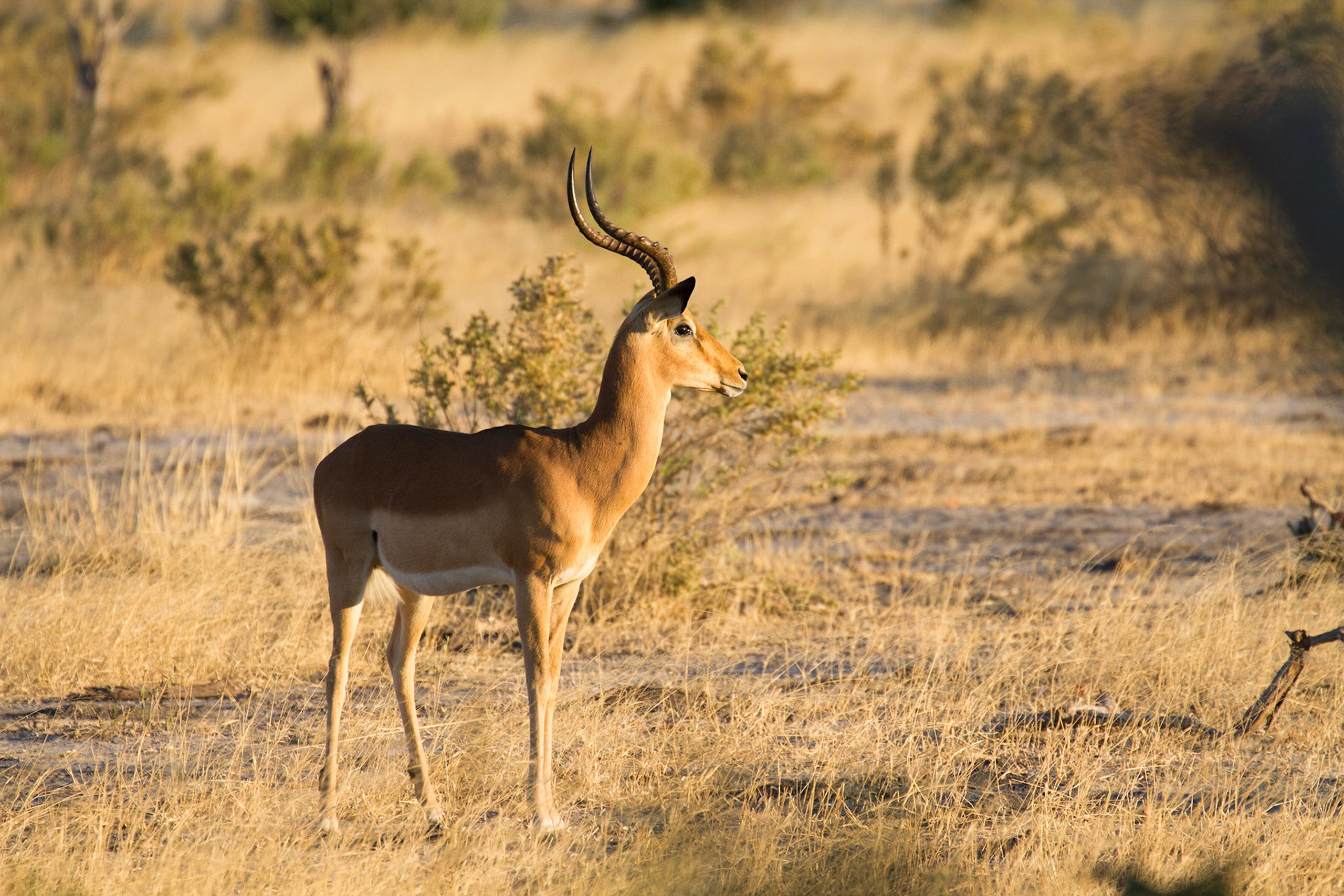 Impala
