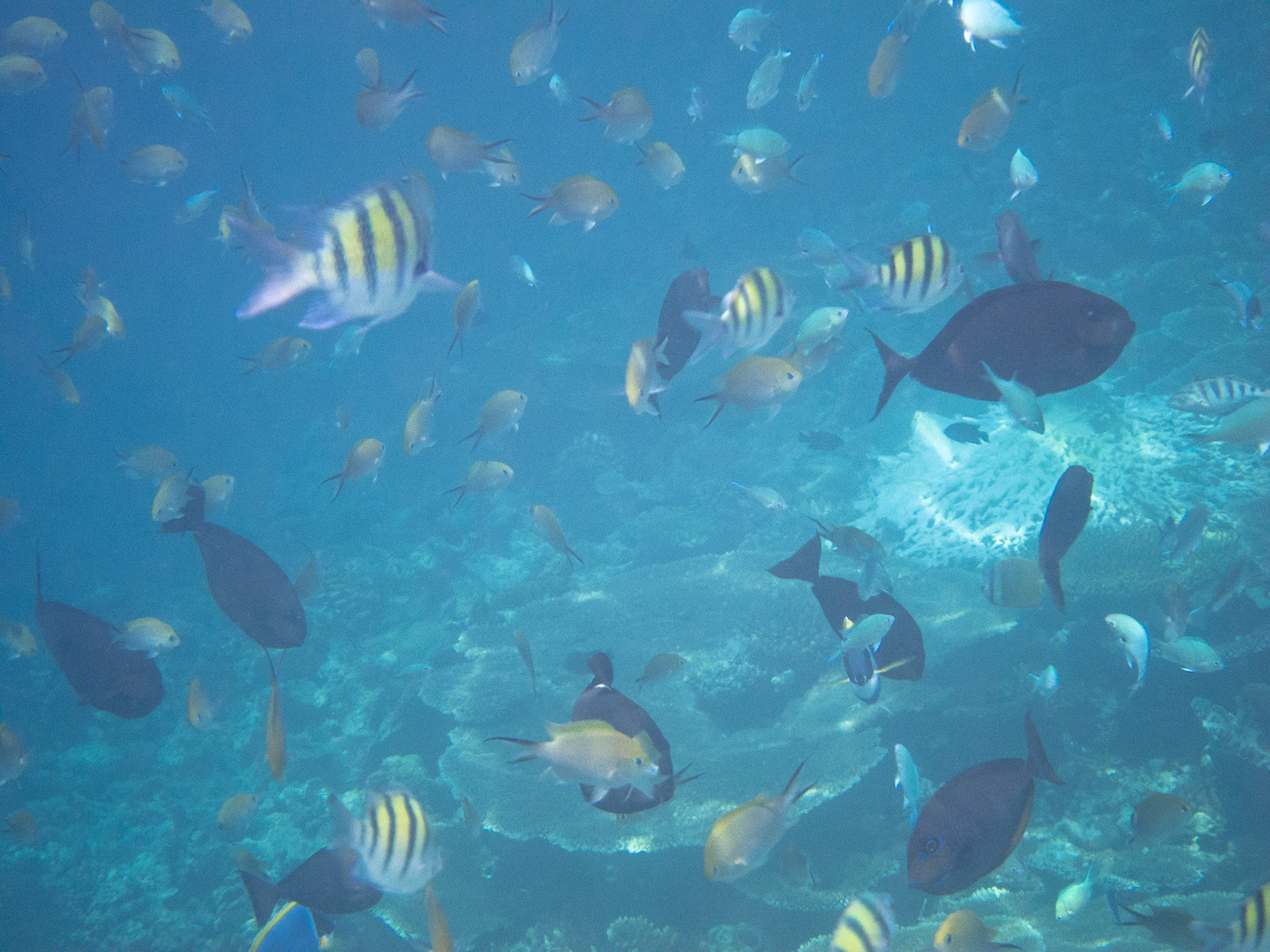 Like being in a tropical fish tank!