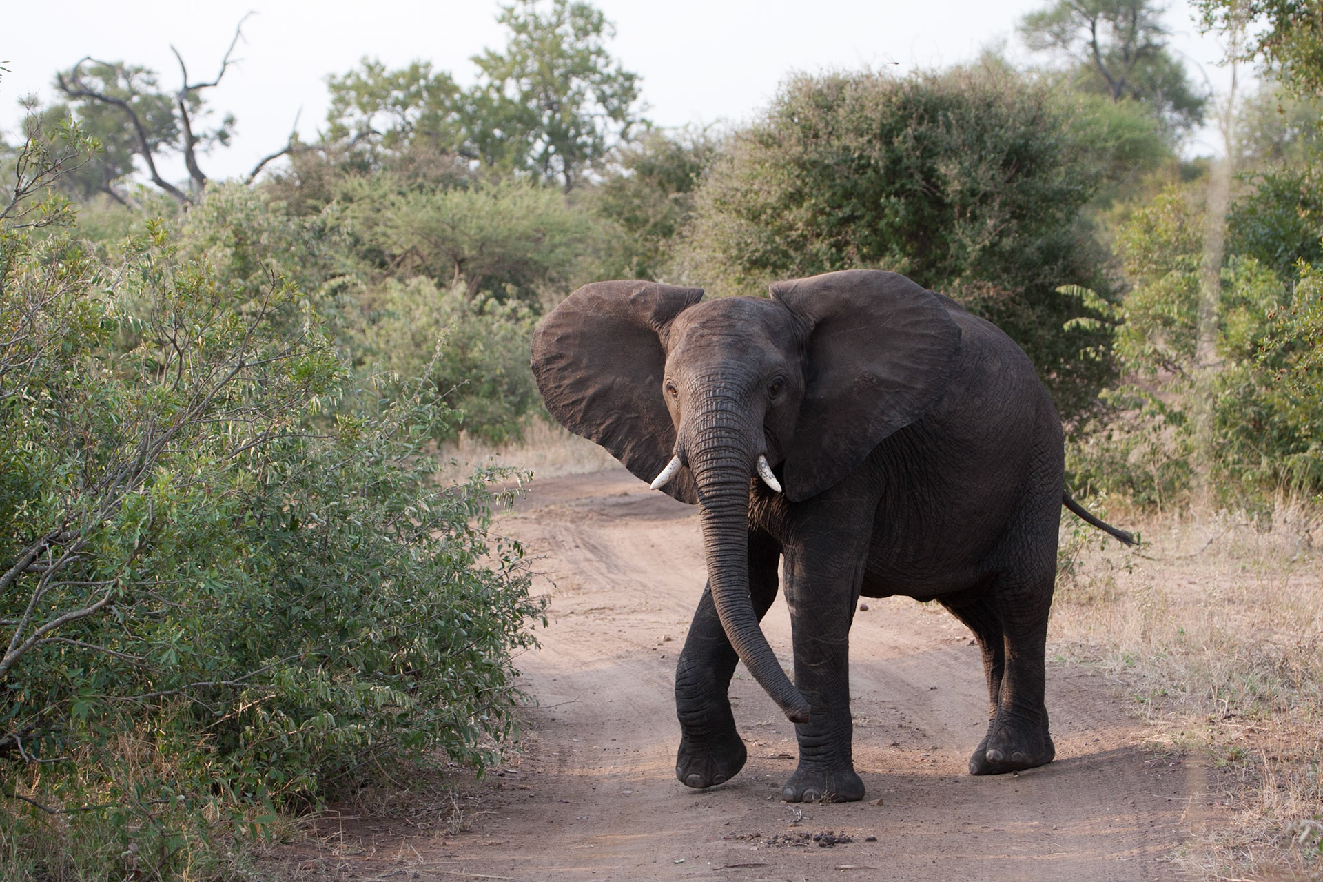 Elephant