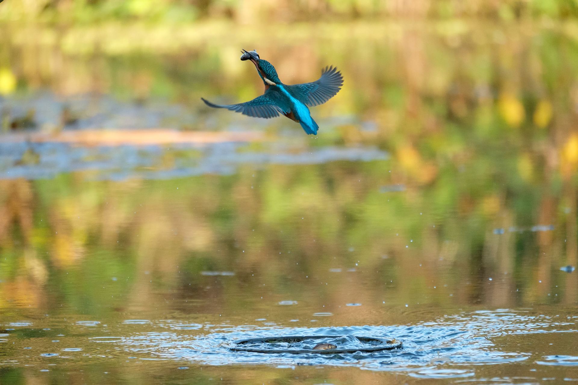 Kingfisher