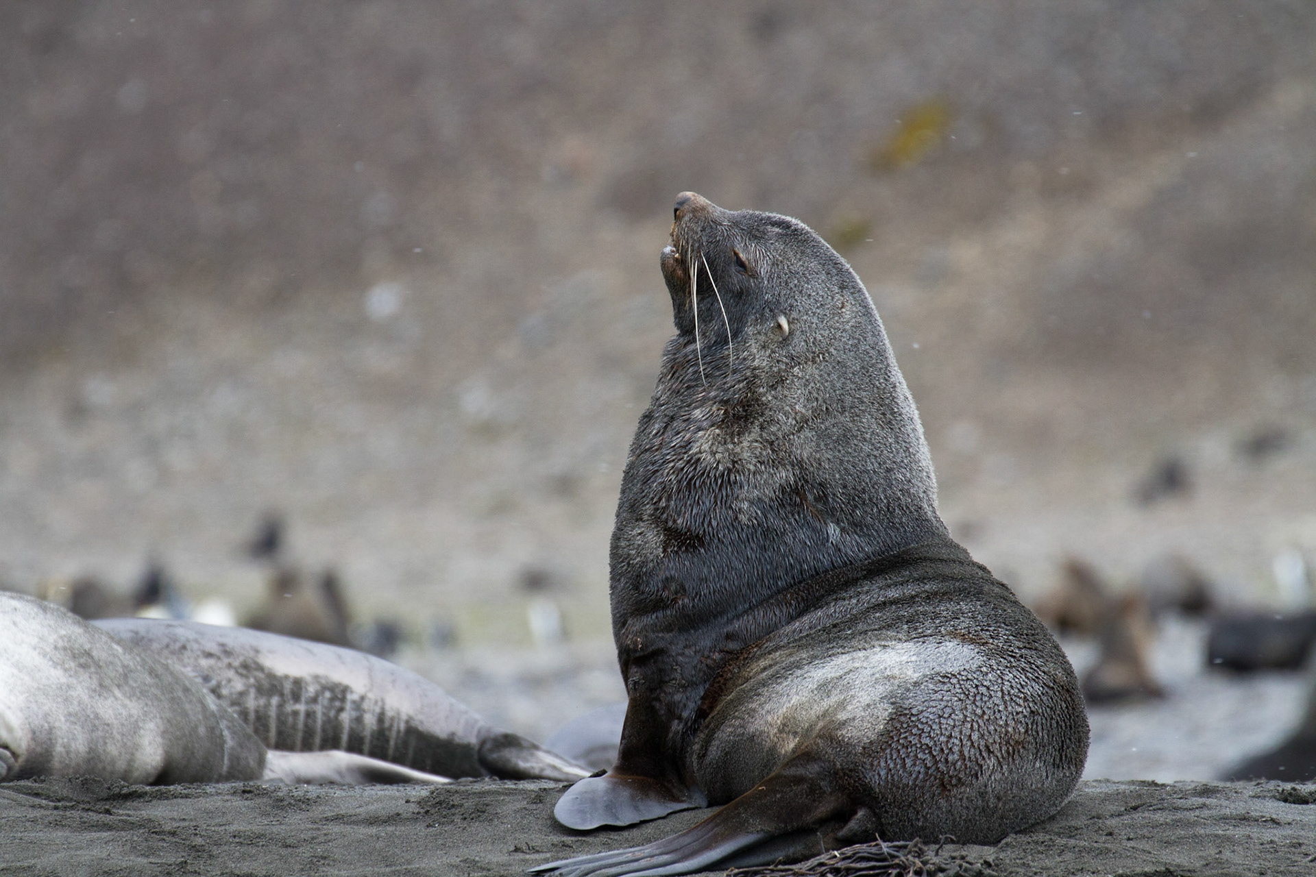 Fur seal