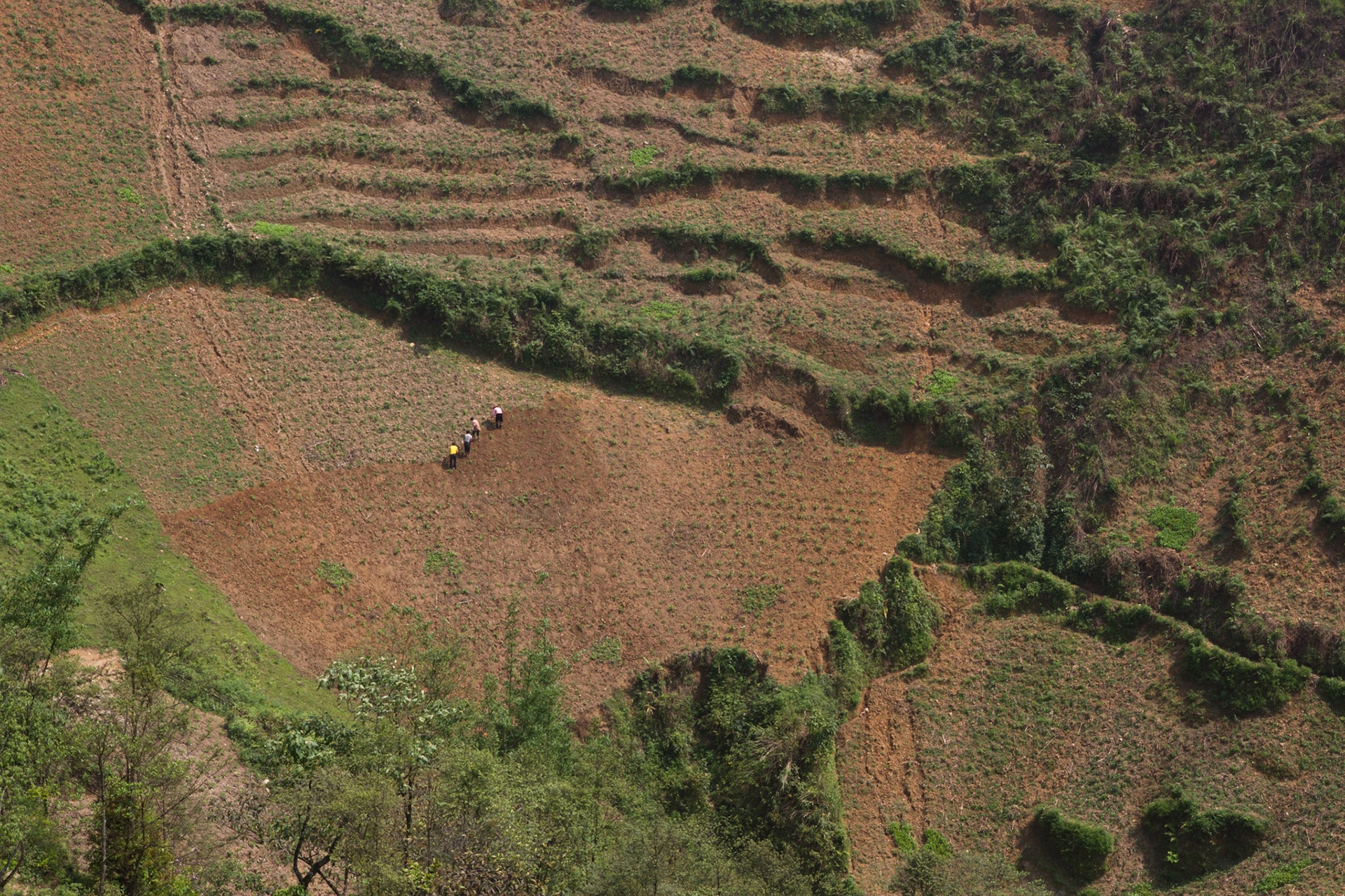 Growing maize, every last bit of land is cultivated!