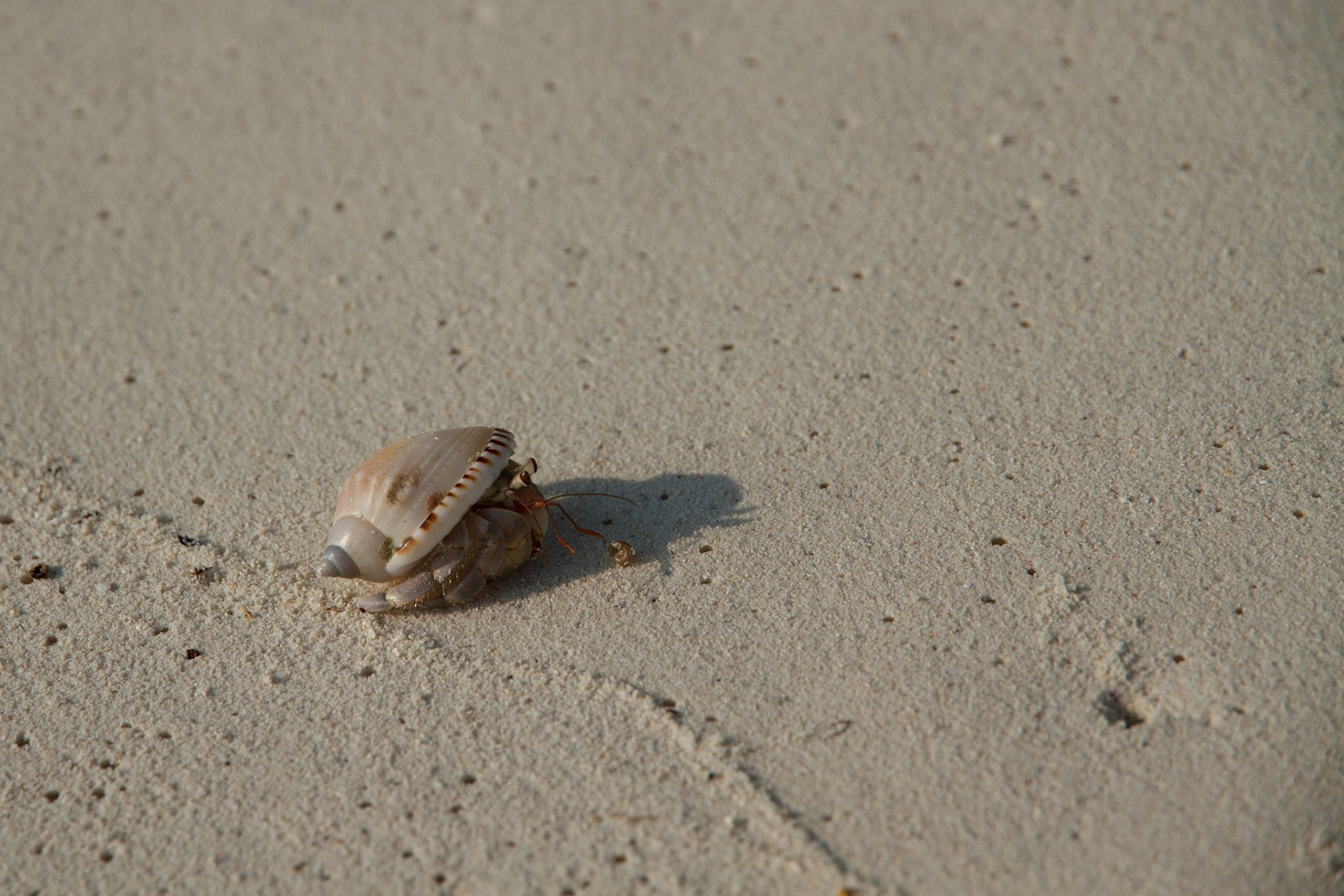 Hermit crab