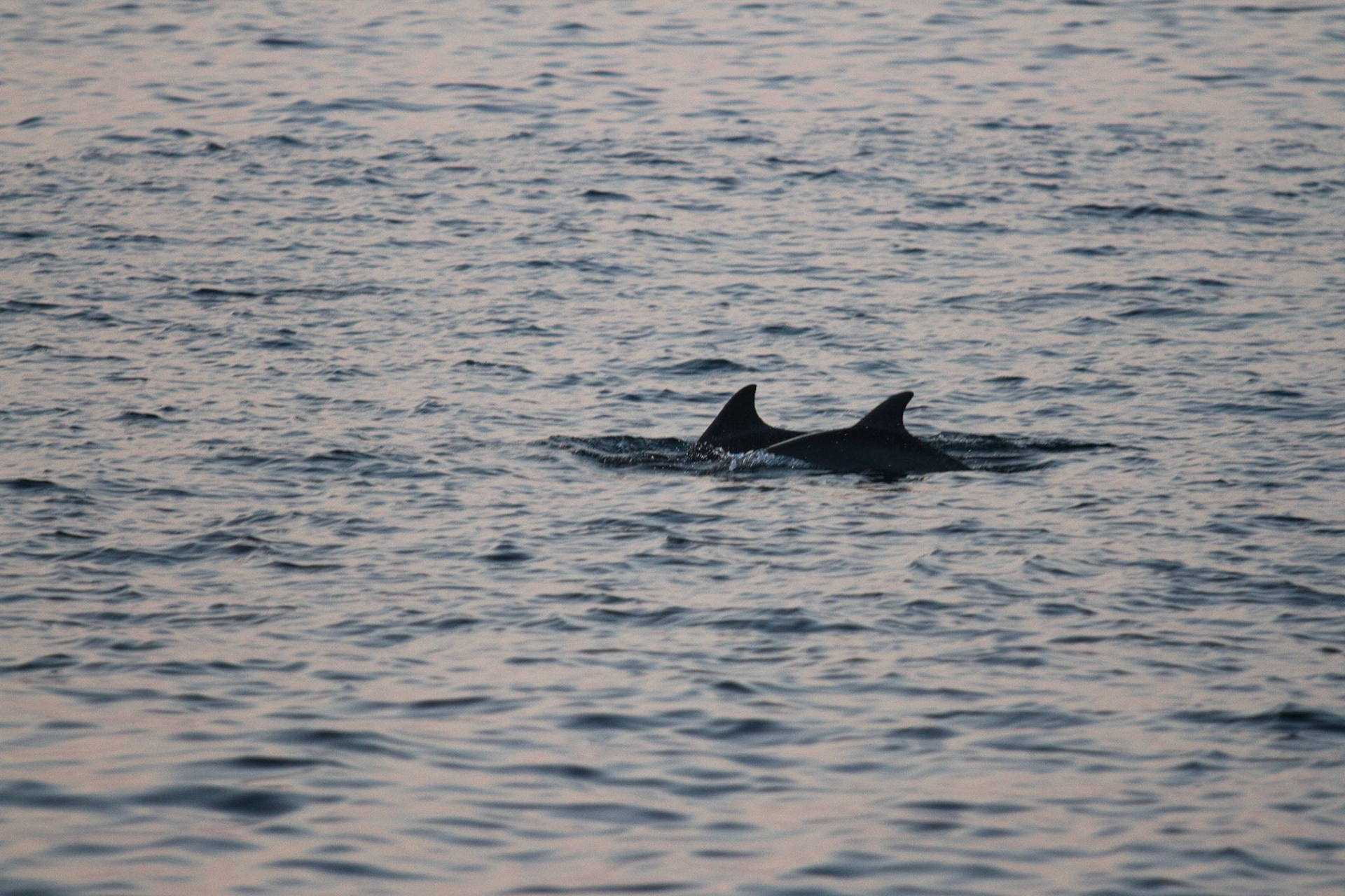 Dolphins